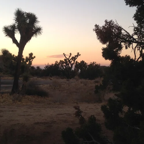 7.10.16 > Landing > Photo > Joshua Tree, CA. > NOT AVAILABLE FOR PURCHASE