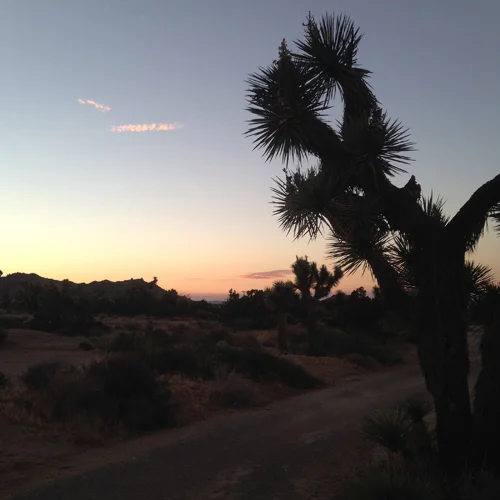 7.12.16 > Running > Photo > Joshua Tree, CA. > NOT AVAILABLE FOR PURCHASE