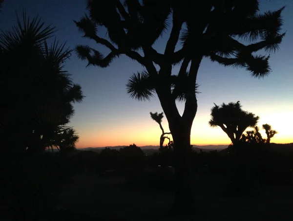 7.13.16 > Wake > Photo > Joshua Tree, CA. > NOT AVAILABLE FOR PURCHASE