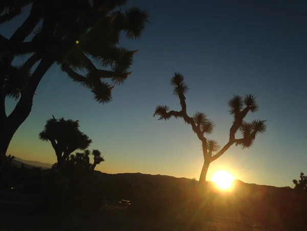 7.14.16 > Rise > Photo > Joshua Tree, CA. > NOT AVAILABLE FOR PURCHASE
