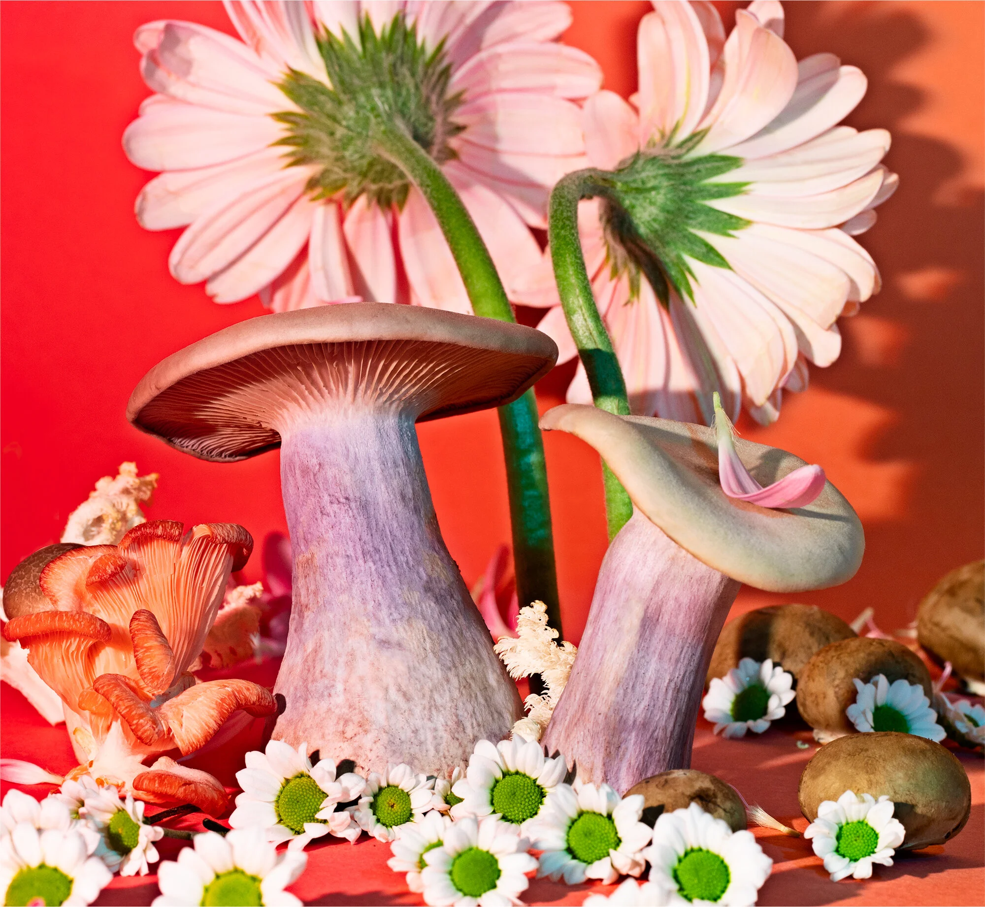 london-blewit.jpg