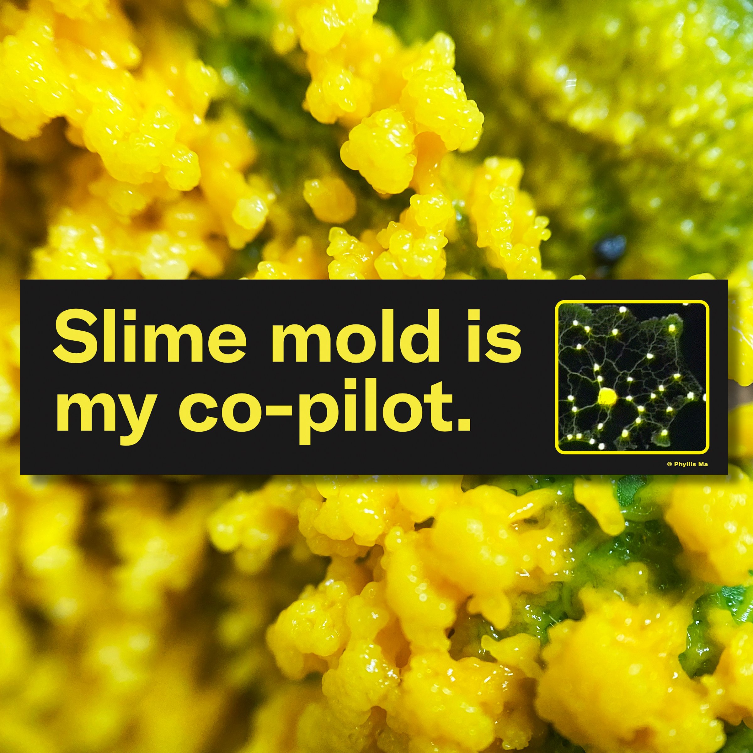 slime-mold-bumper-1.jpg