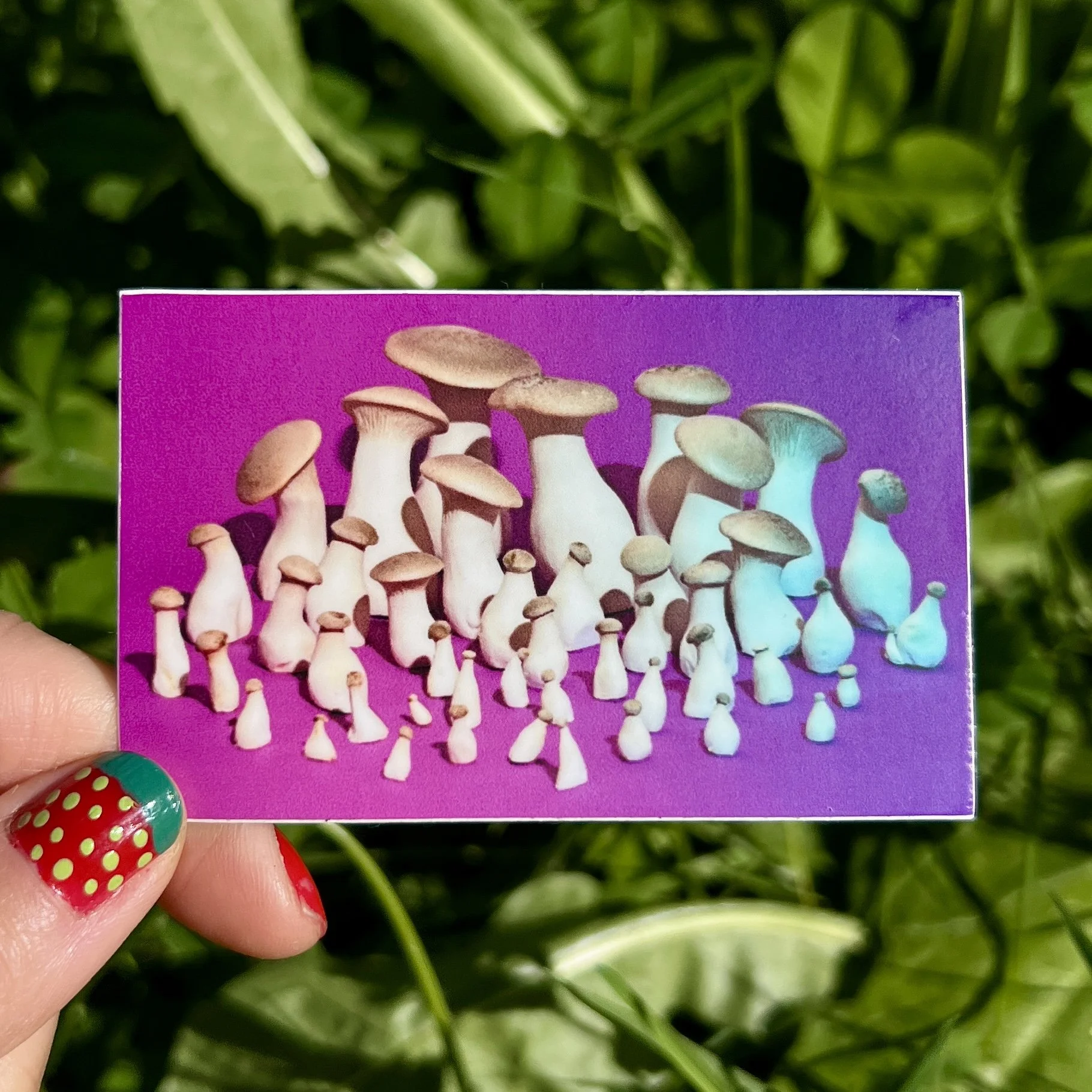 pleurotus family.jpg