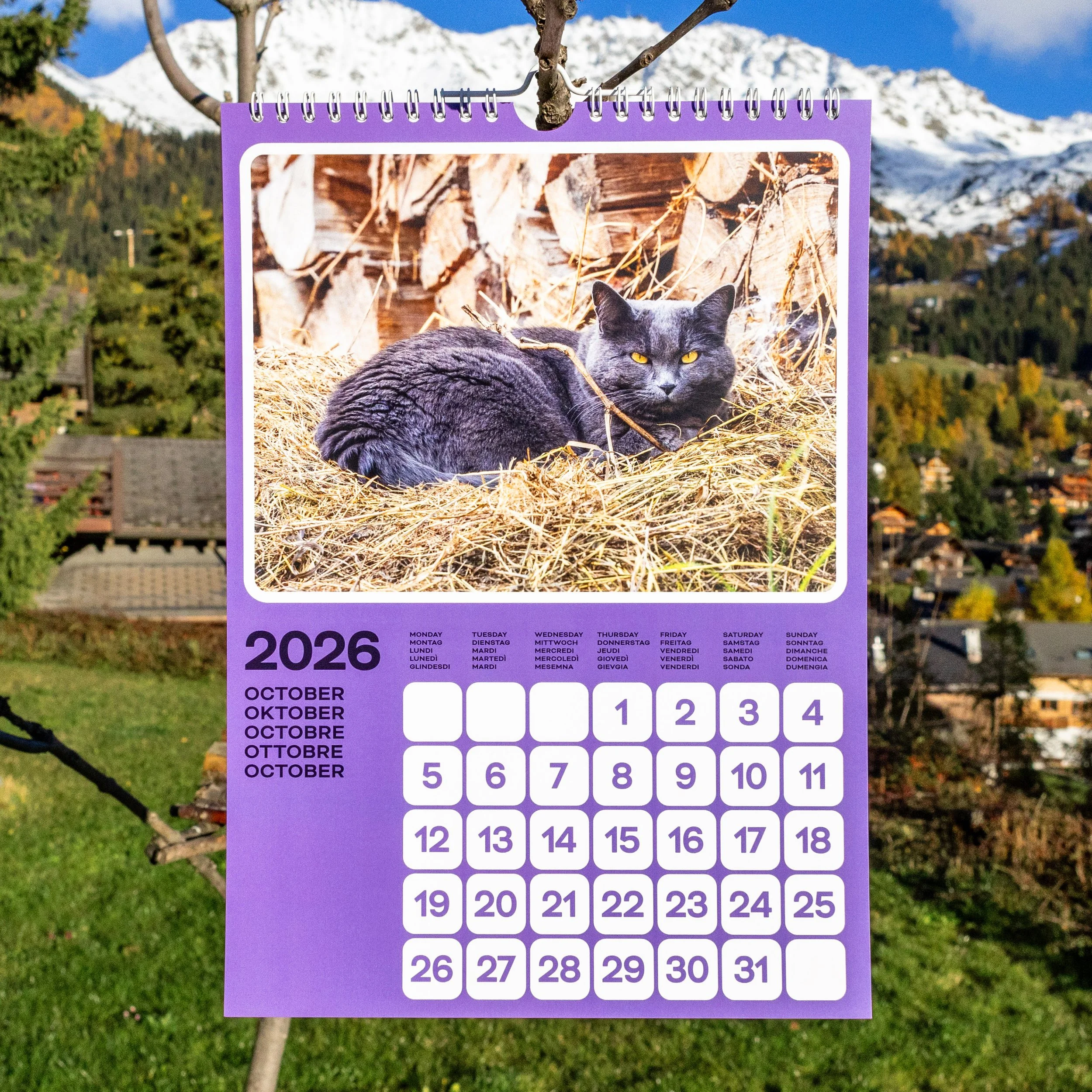 catlendar_1x1_10.jpg
