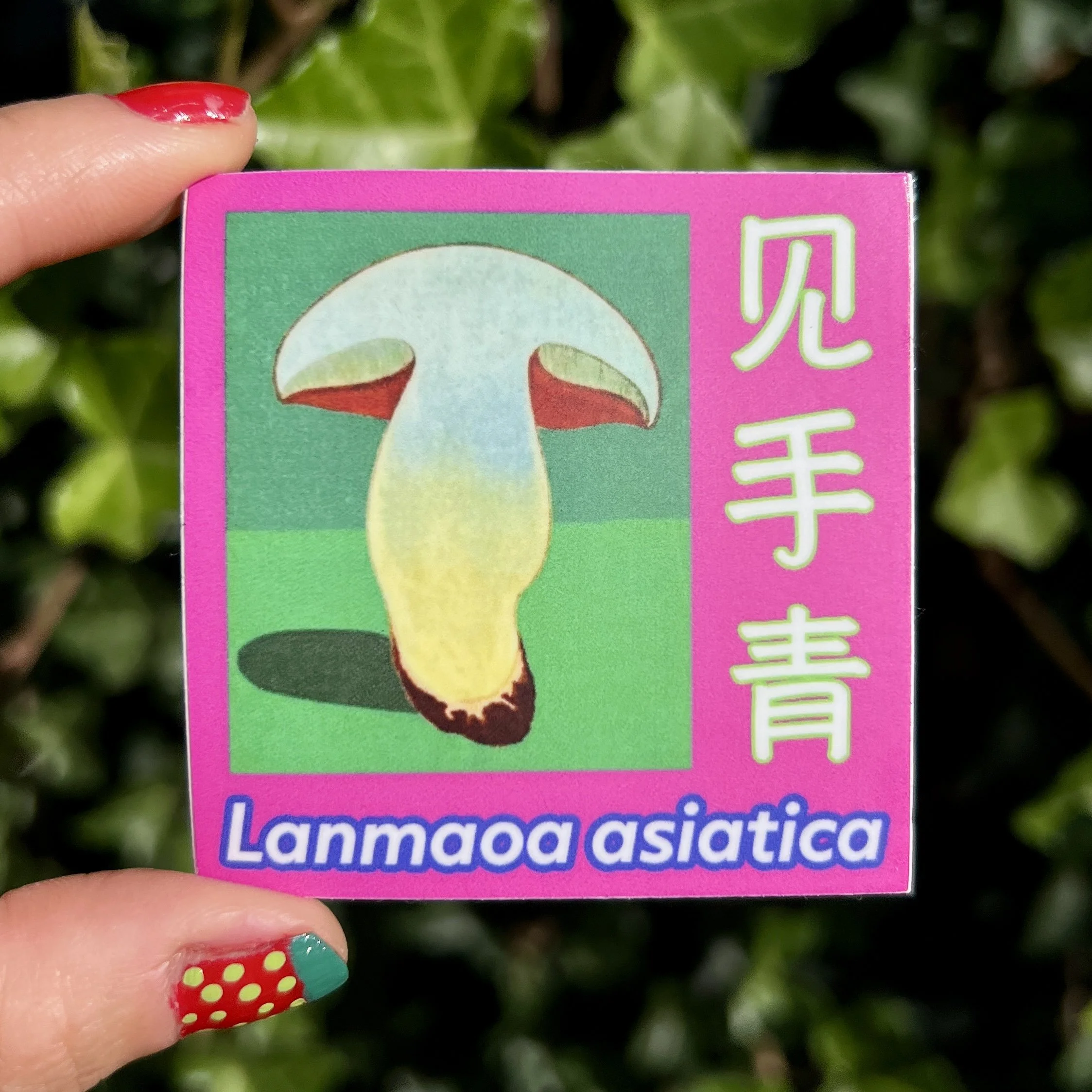 lanmaoa asiatica.jpg