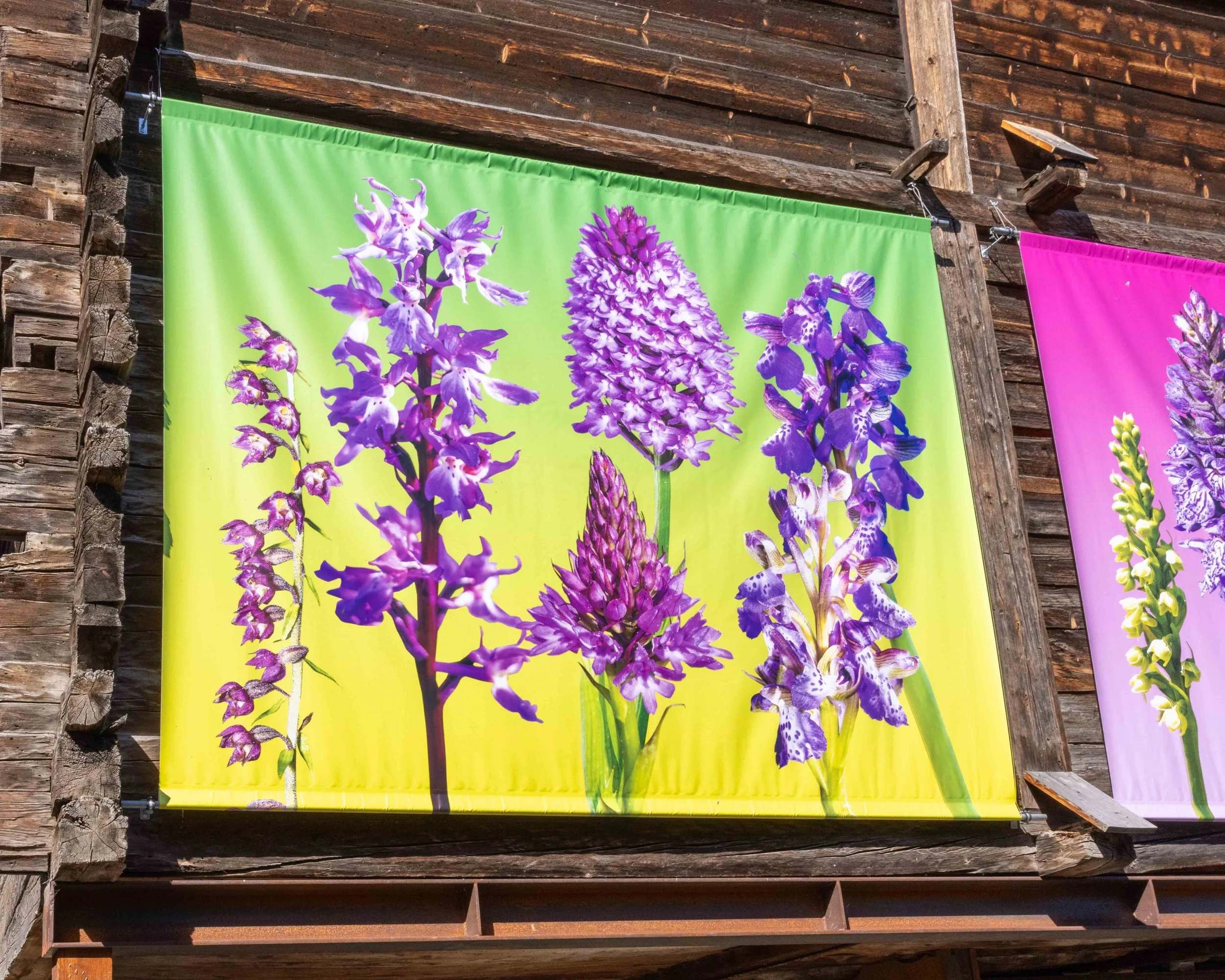 Outdoor photo exhibition of botanical collages by artist Phyllis Ma in the village of Bruson, Switzerland. Colorful images feature flowers of the Swiss Alps found in the Valais region.