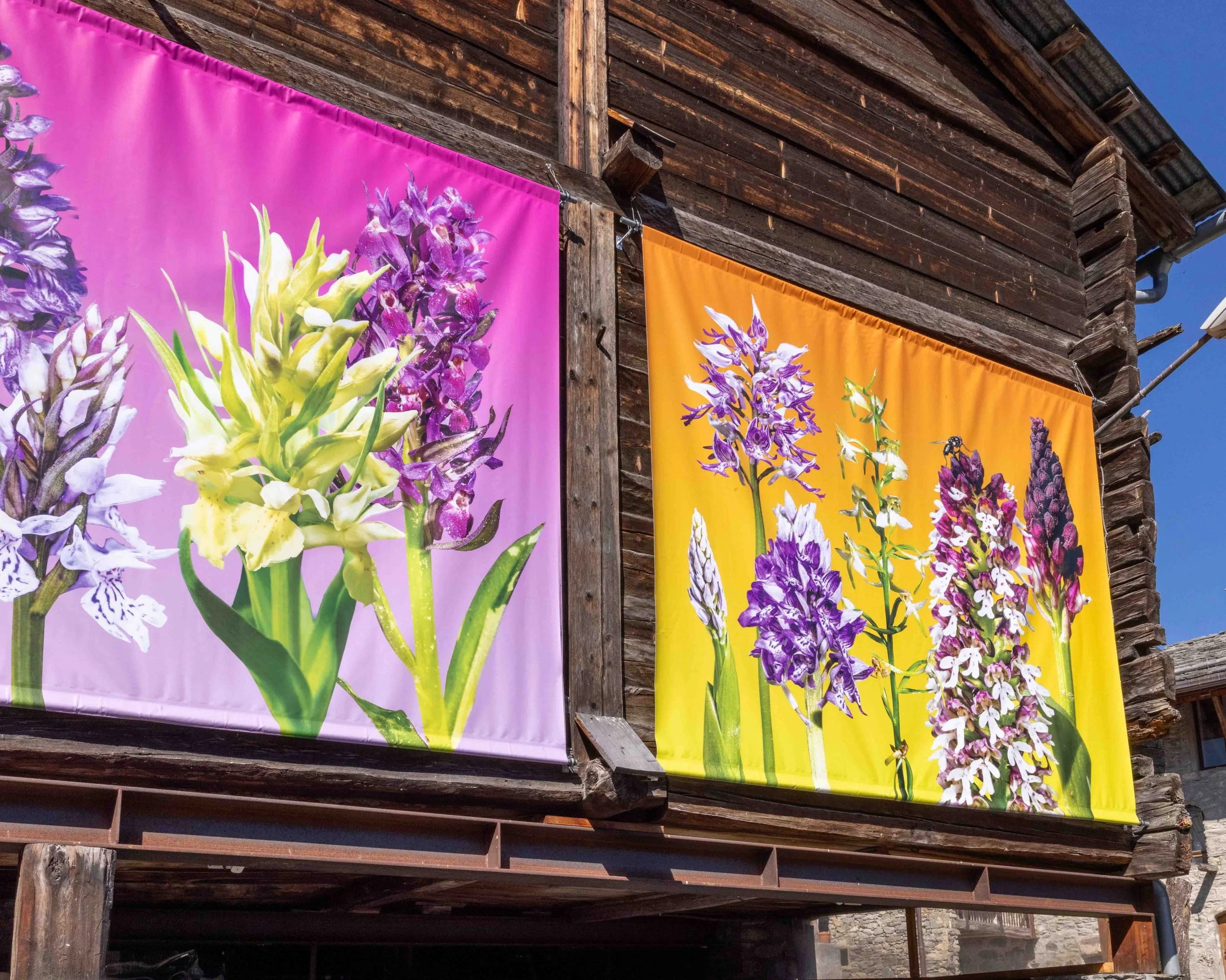 Outdoor photo exhibition of botanical collages by artist Phyllis Ma in the village of Bruson, Switzerland. Colorful images feature flowers of the Swiss Alps found in the Valais region.