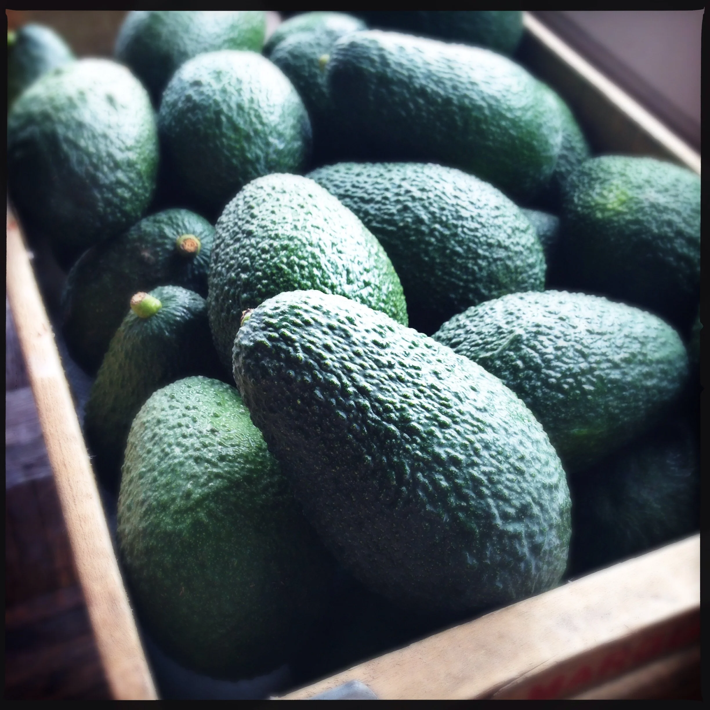 Fresh avocados gathered in a wooden crate at Fairview Orchards.