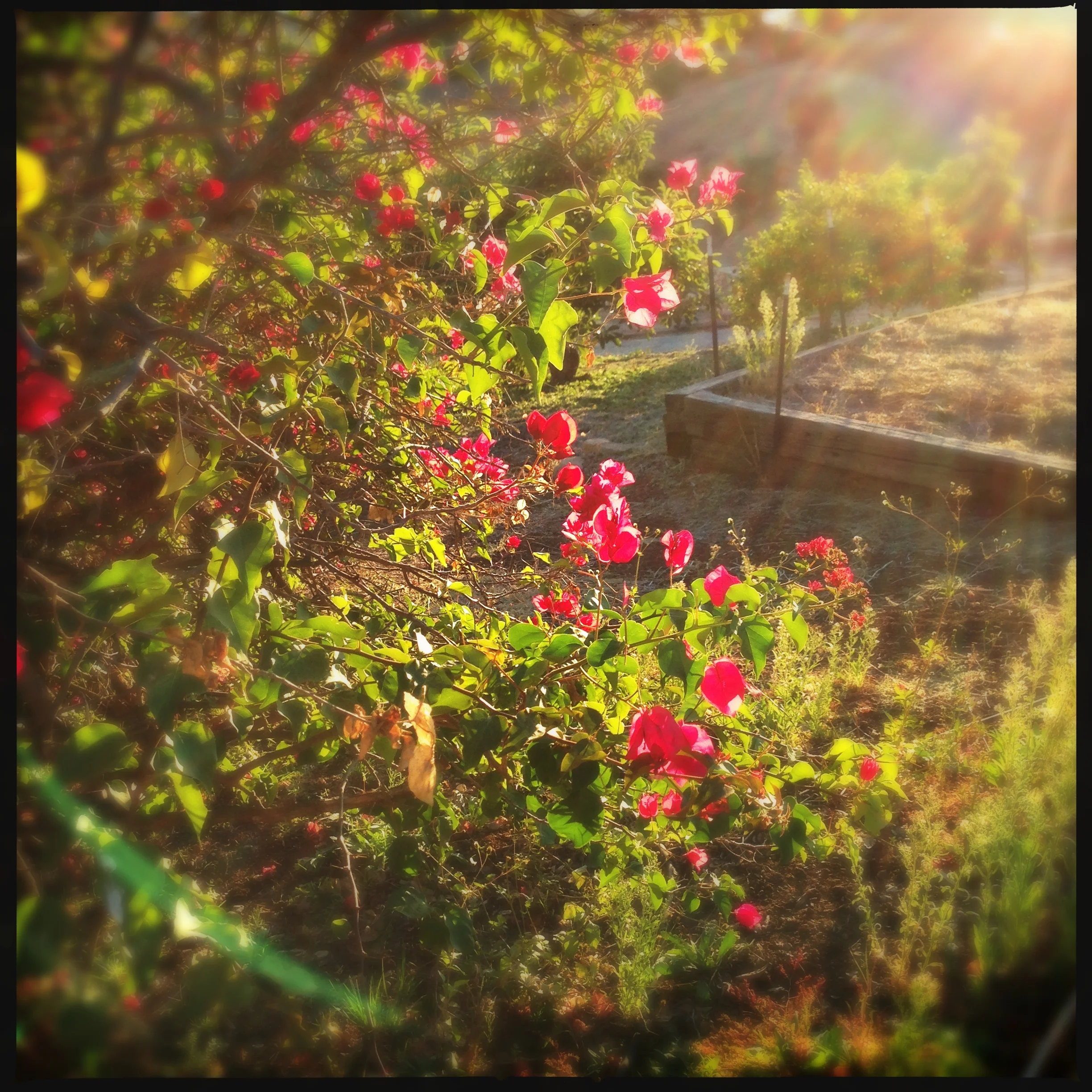 Sunlit view of Fairview Orchards with pink and red flowers along a bush, a raised garden bed with plants, and warm sunlight creating a gentle glow.