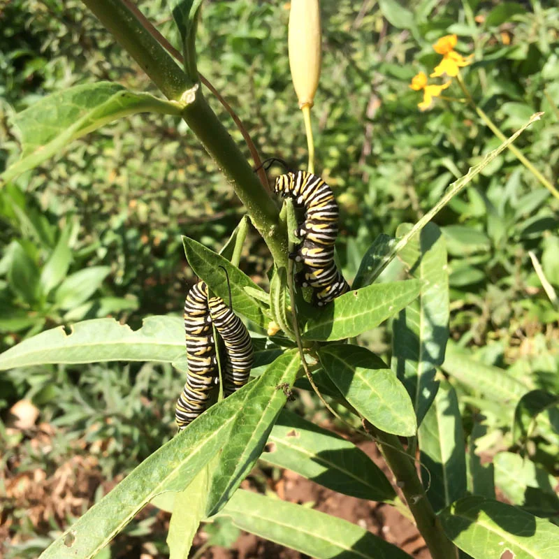Milkweed and Monarchs
