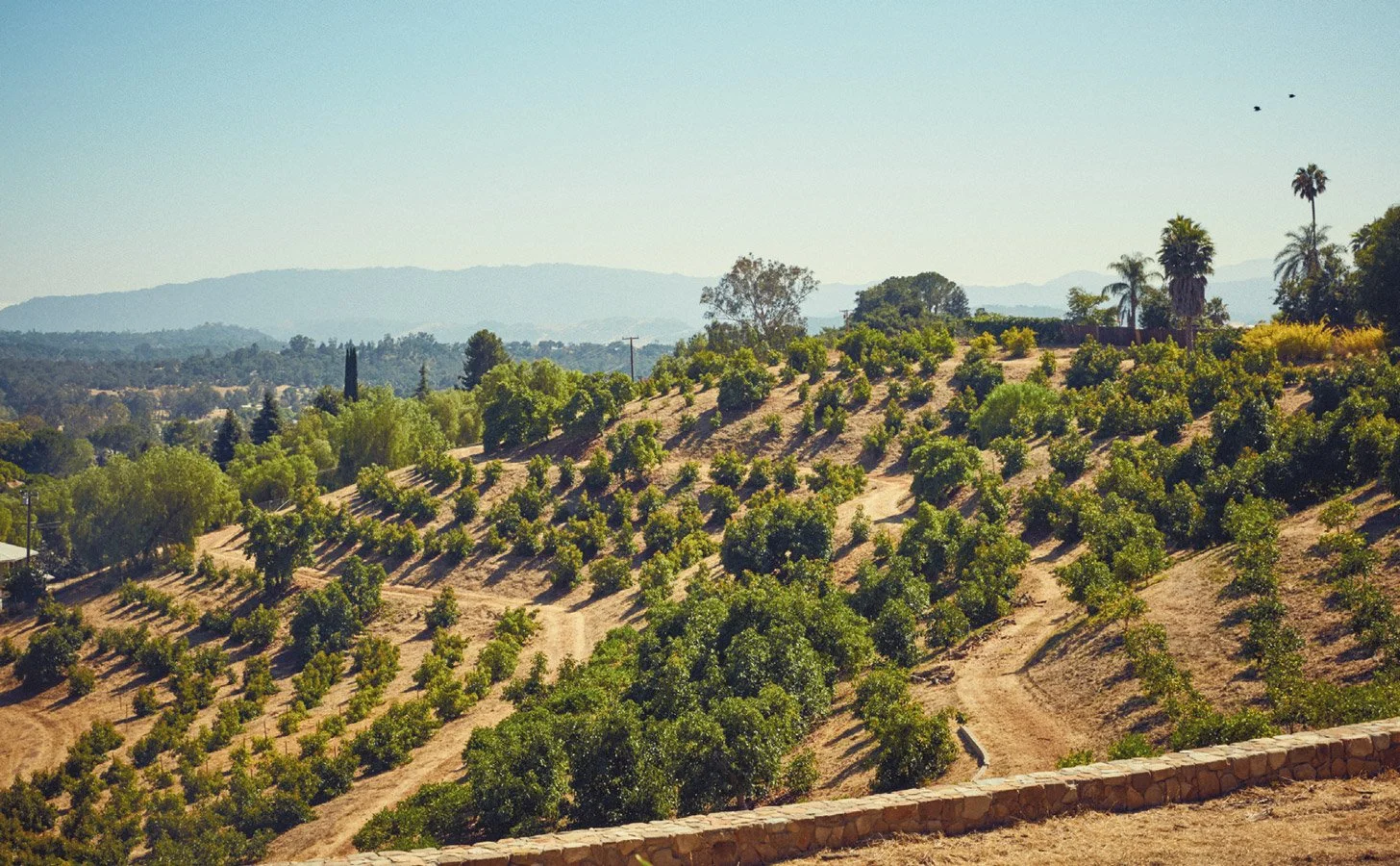 Rows of fruit trees on the sunlit hillsides of Fairview Orchards in Ojai, photographed in 2017.