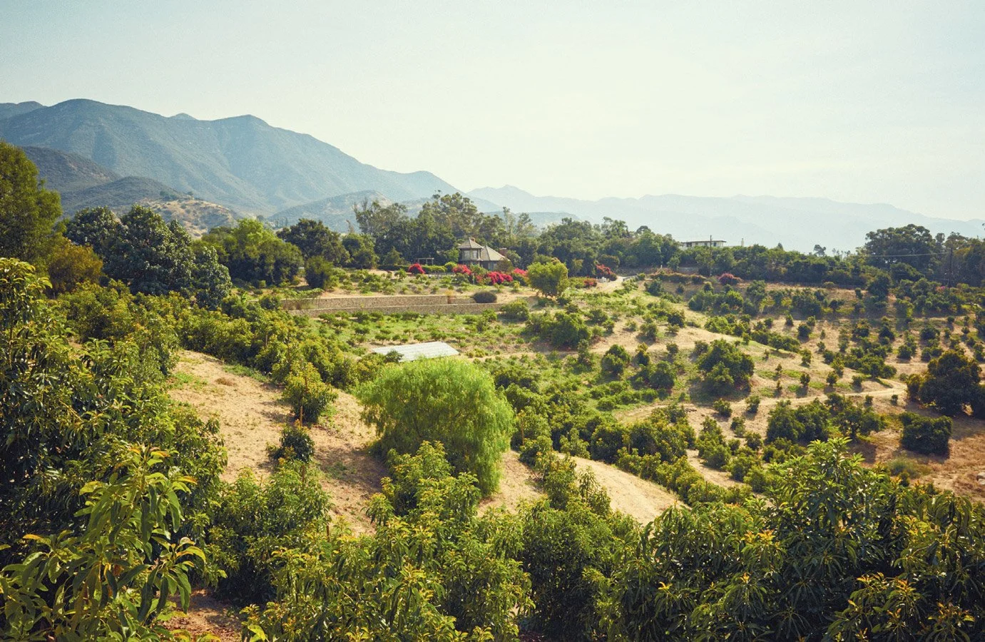 Fruit trees at Fairview Orchards beneath the mountains in Ojai, photographed in 2017.