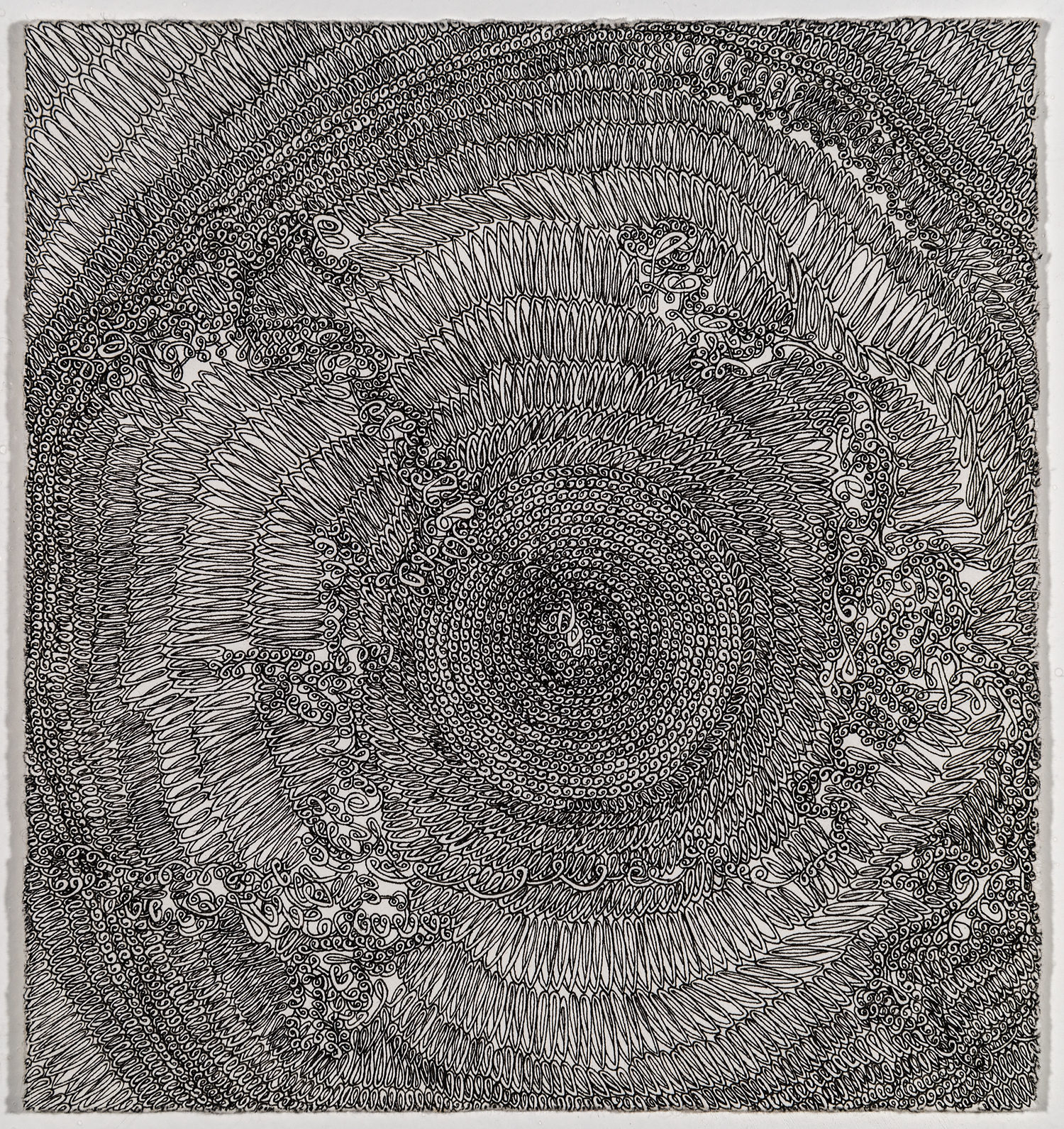 Atlas Cedarwood, ink on paper, 6 x 5.5 inches, 2015
