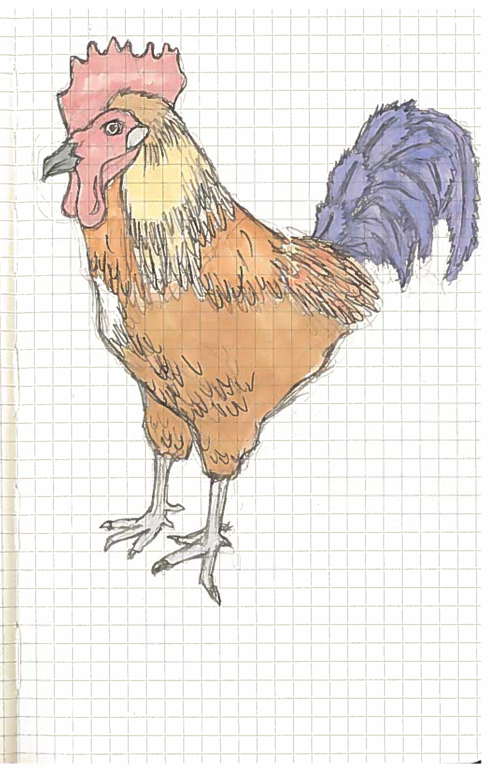 Rooster 1.jpg