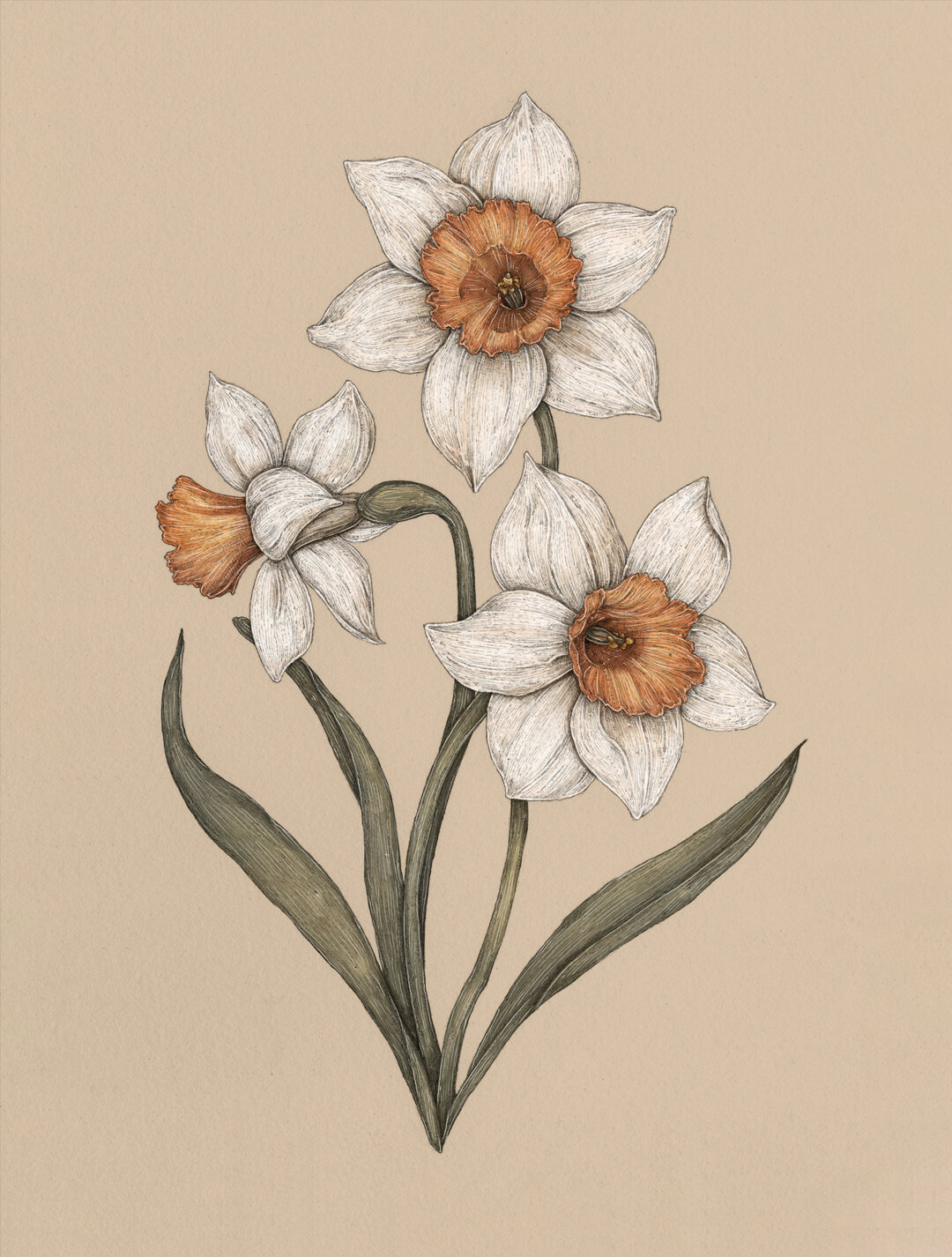 Floriography: An Illustrated Guide to the Victorian Language of Flowers —  Jessica Roux Illustration