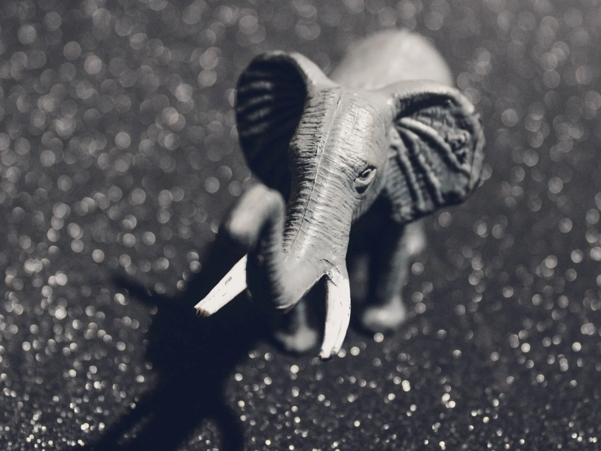 Elephant Wrestler Sunday Session