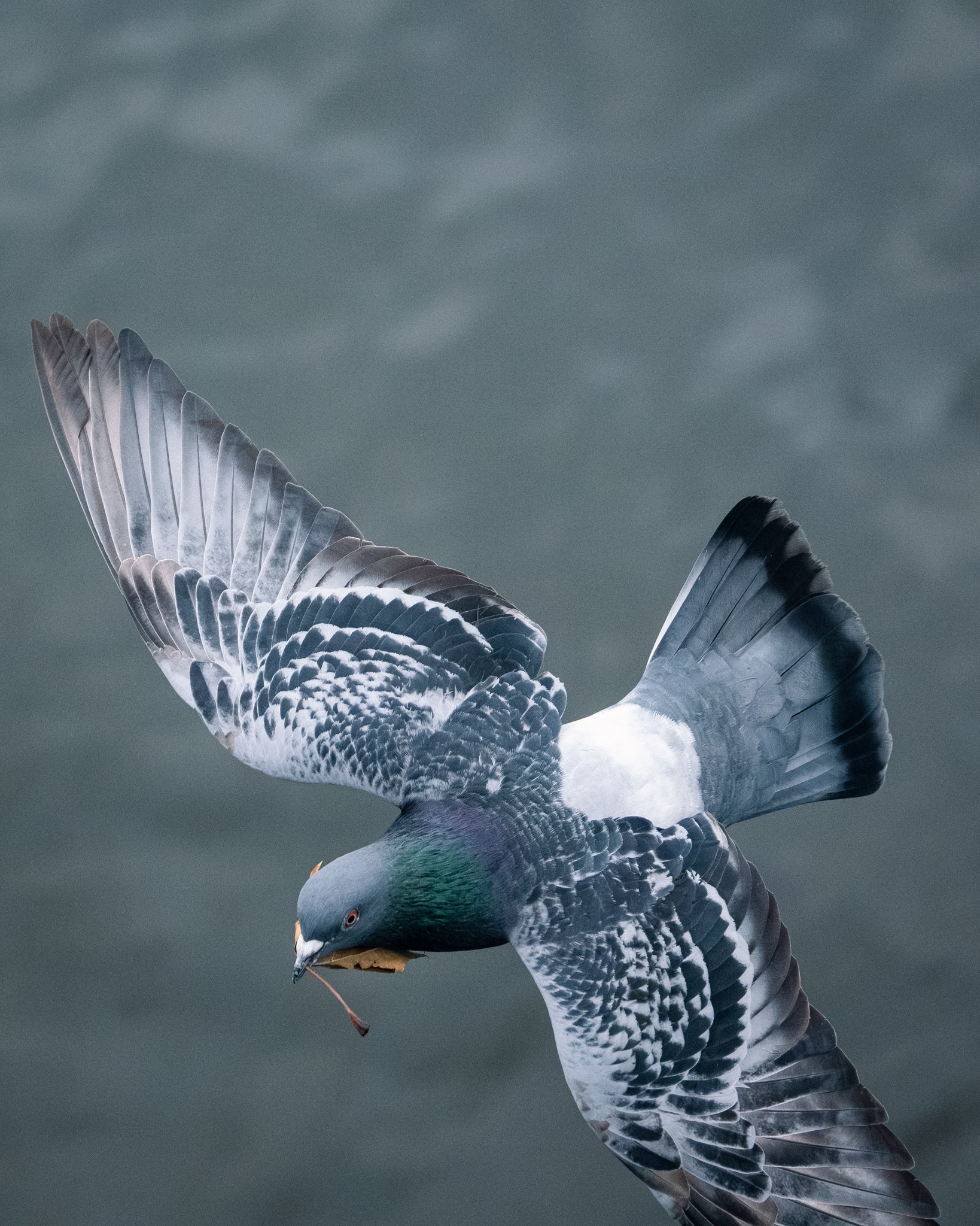 1S8A9950-Enhanced-NR.jpg