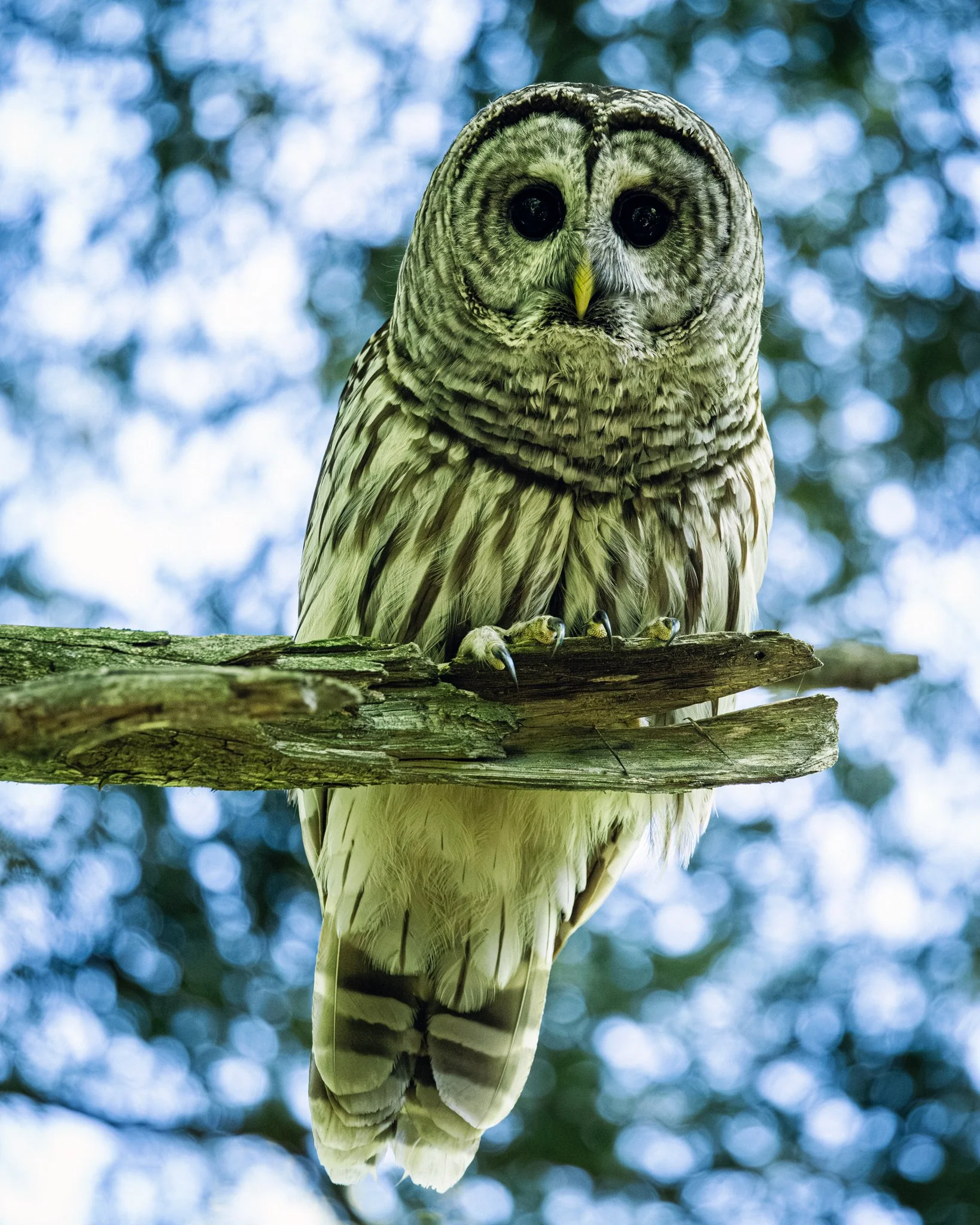 1S8A1260-Enhanced-NR.jpg