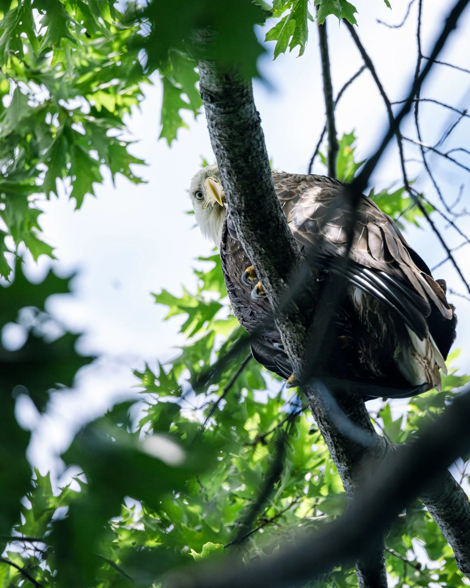 1S8A953375-Enhanced-NR.jpg