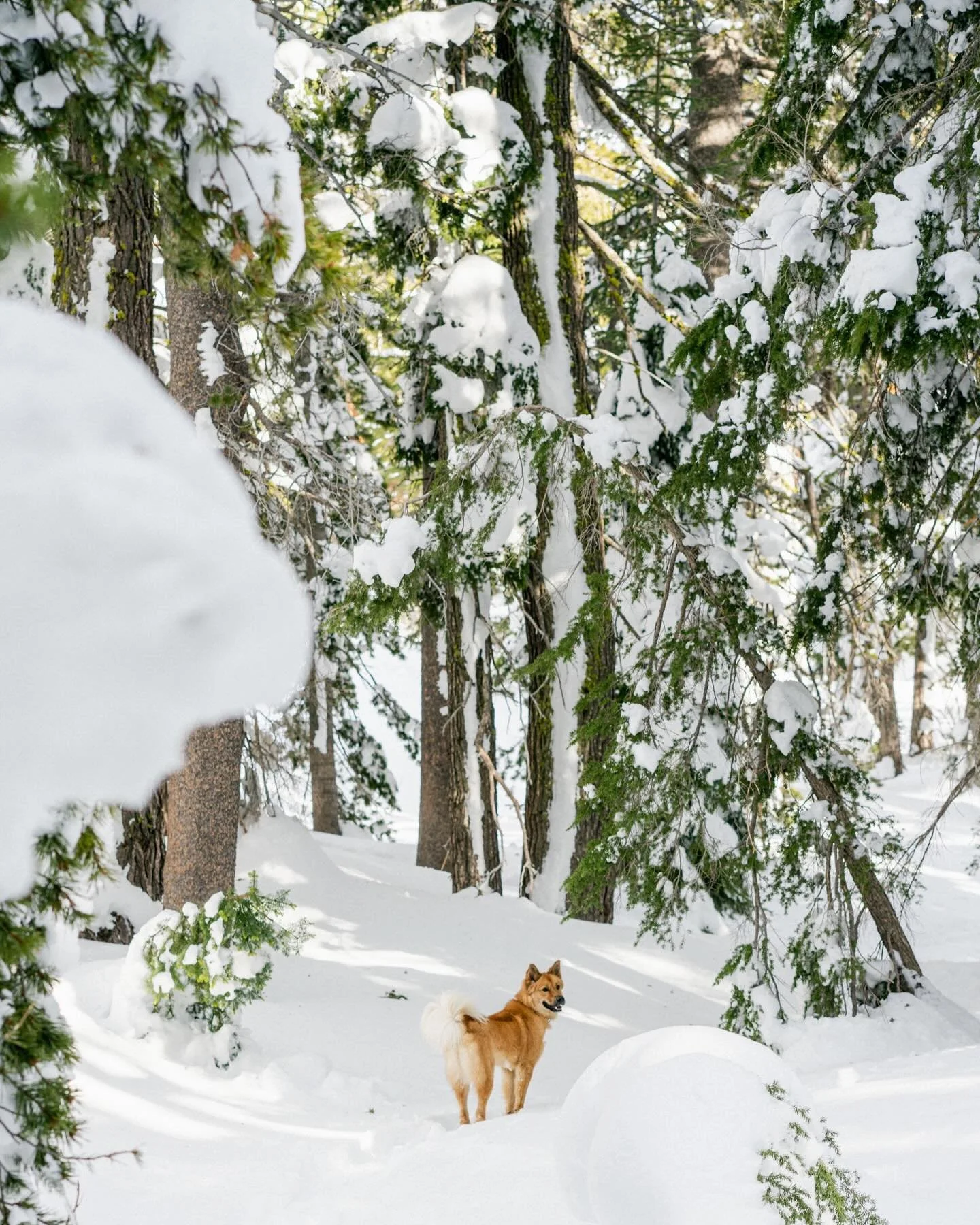 A little bit of snow for this lovely boy 🌸
