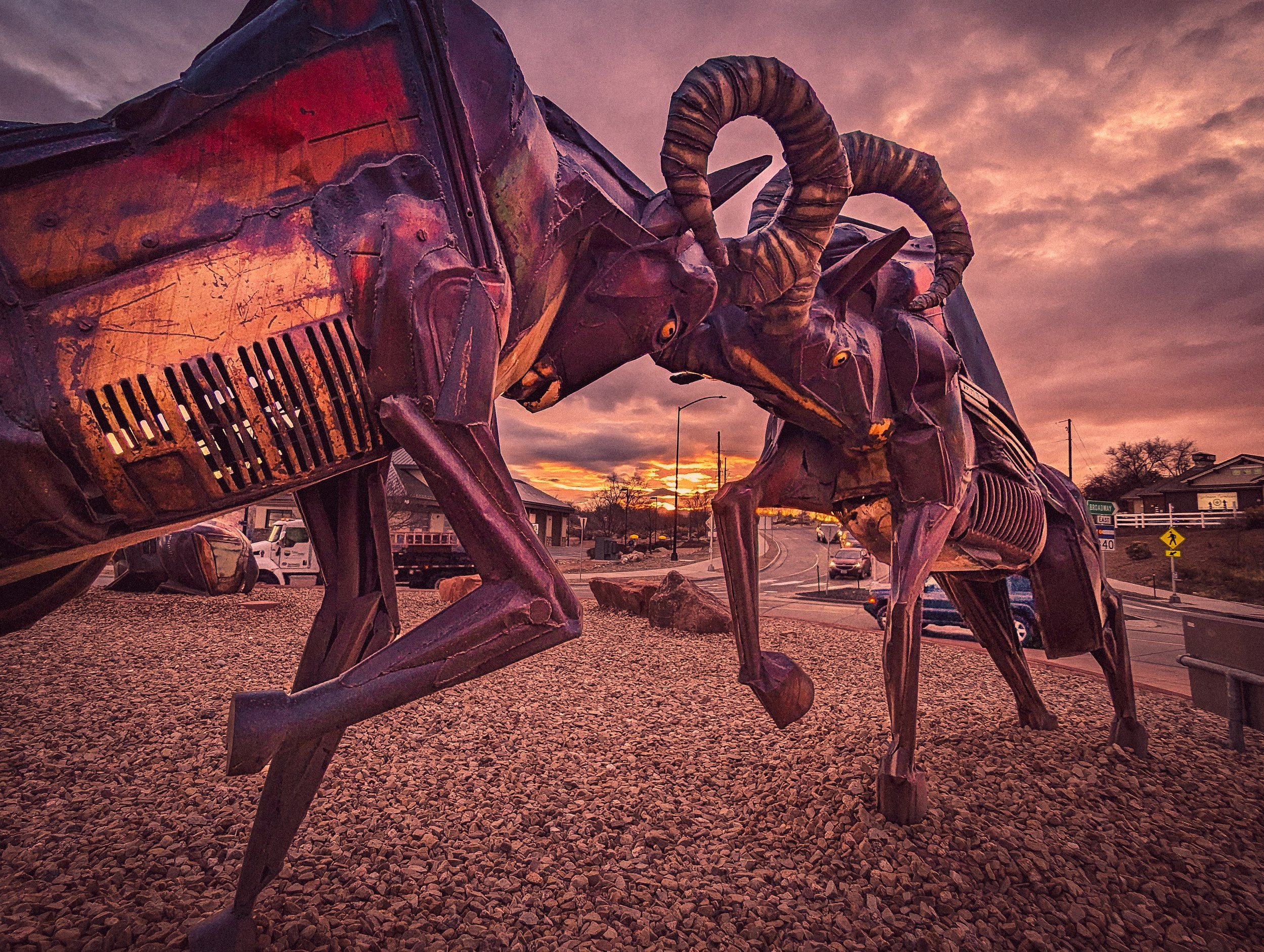Rams in the Redlands by Pavia Justinian 2.jpg