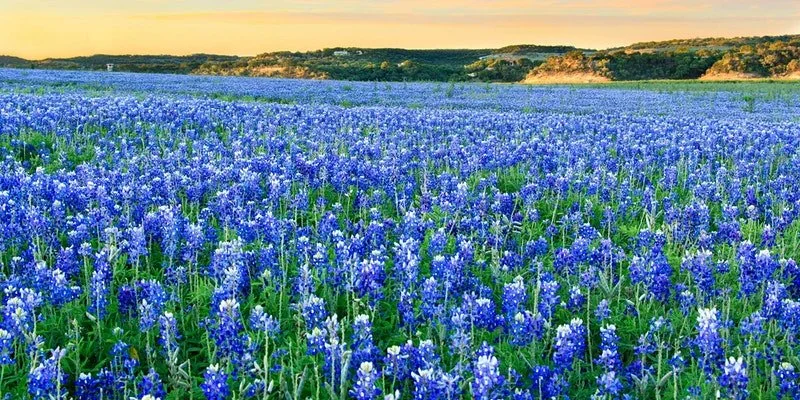 Bluebonnet  Hill Country Tour