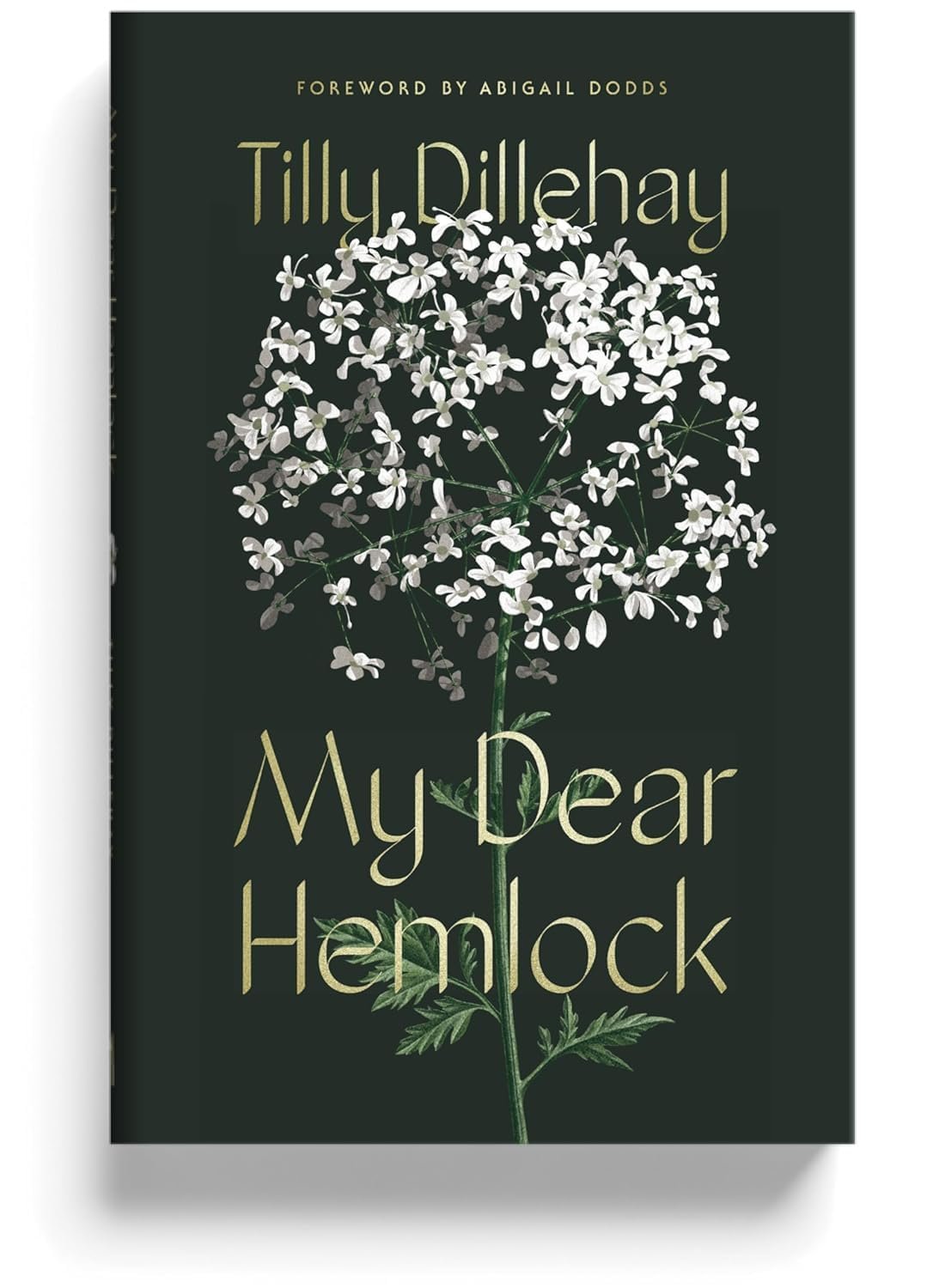 Ladies Summer Read