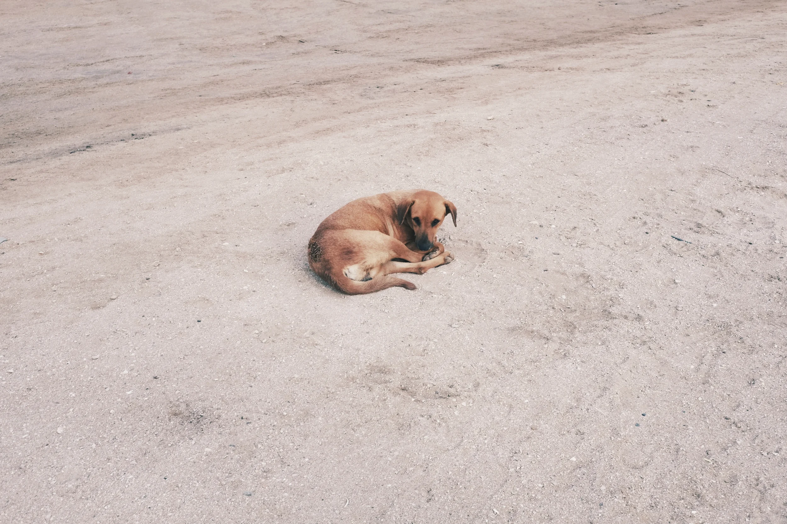 Soi dog in Colombia