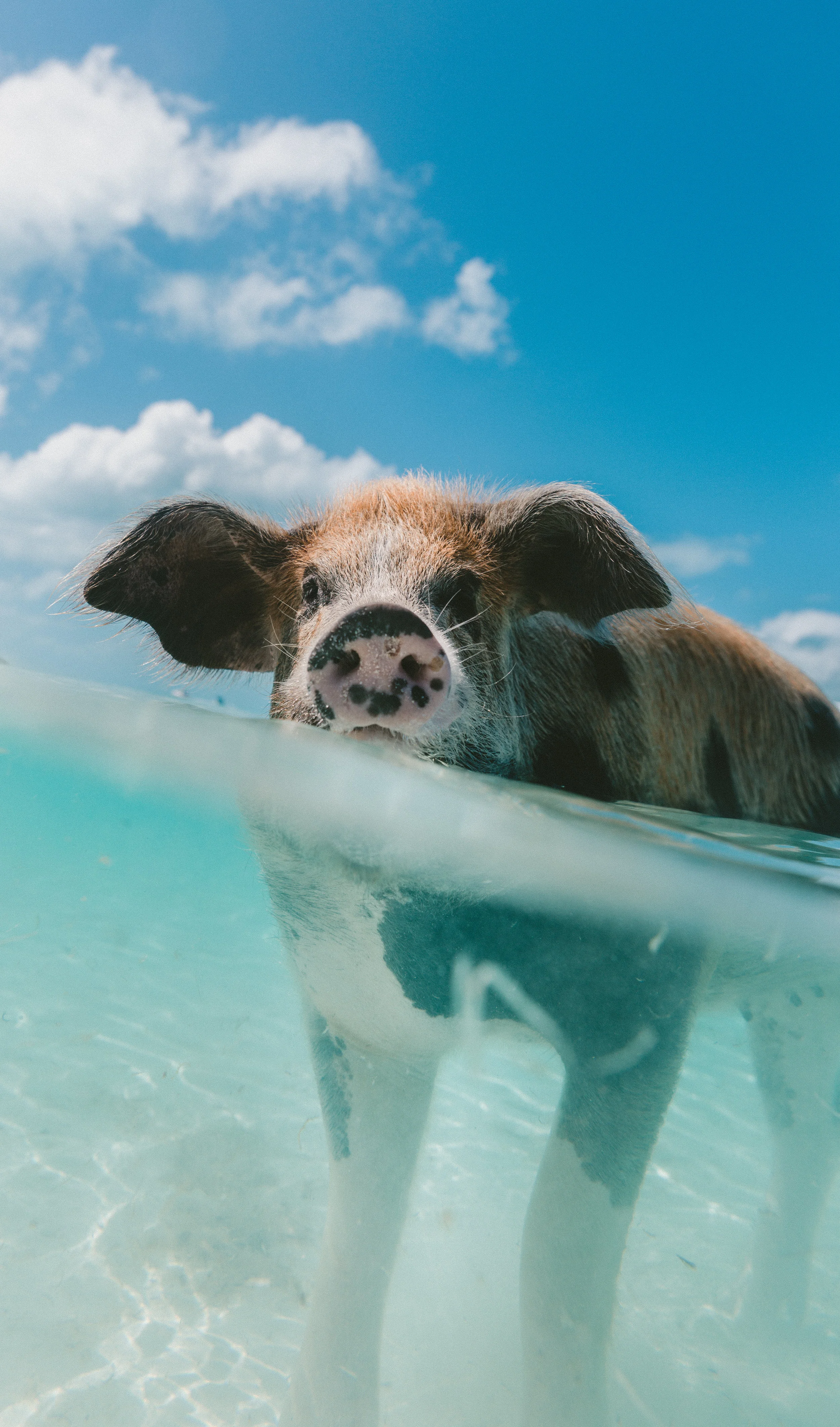 Bucket list experience! Swimming Pigs Tour from Nassau to Exuma Bahamas for $376