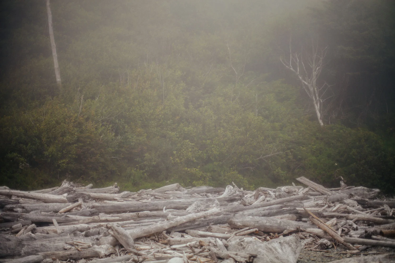 olympicpeninsula050.jpg