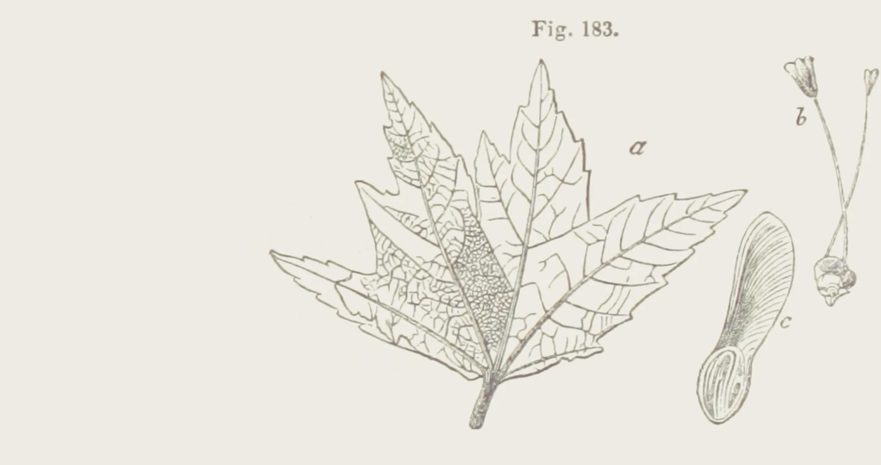 leaves.jpg