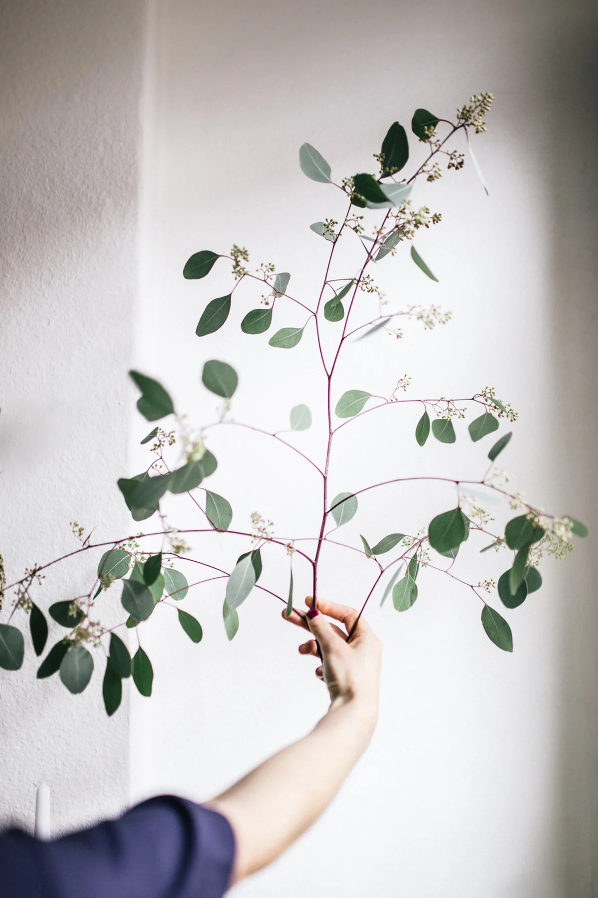 Zu euch bei Bloomage Daydream