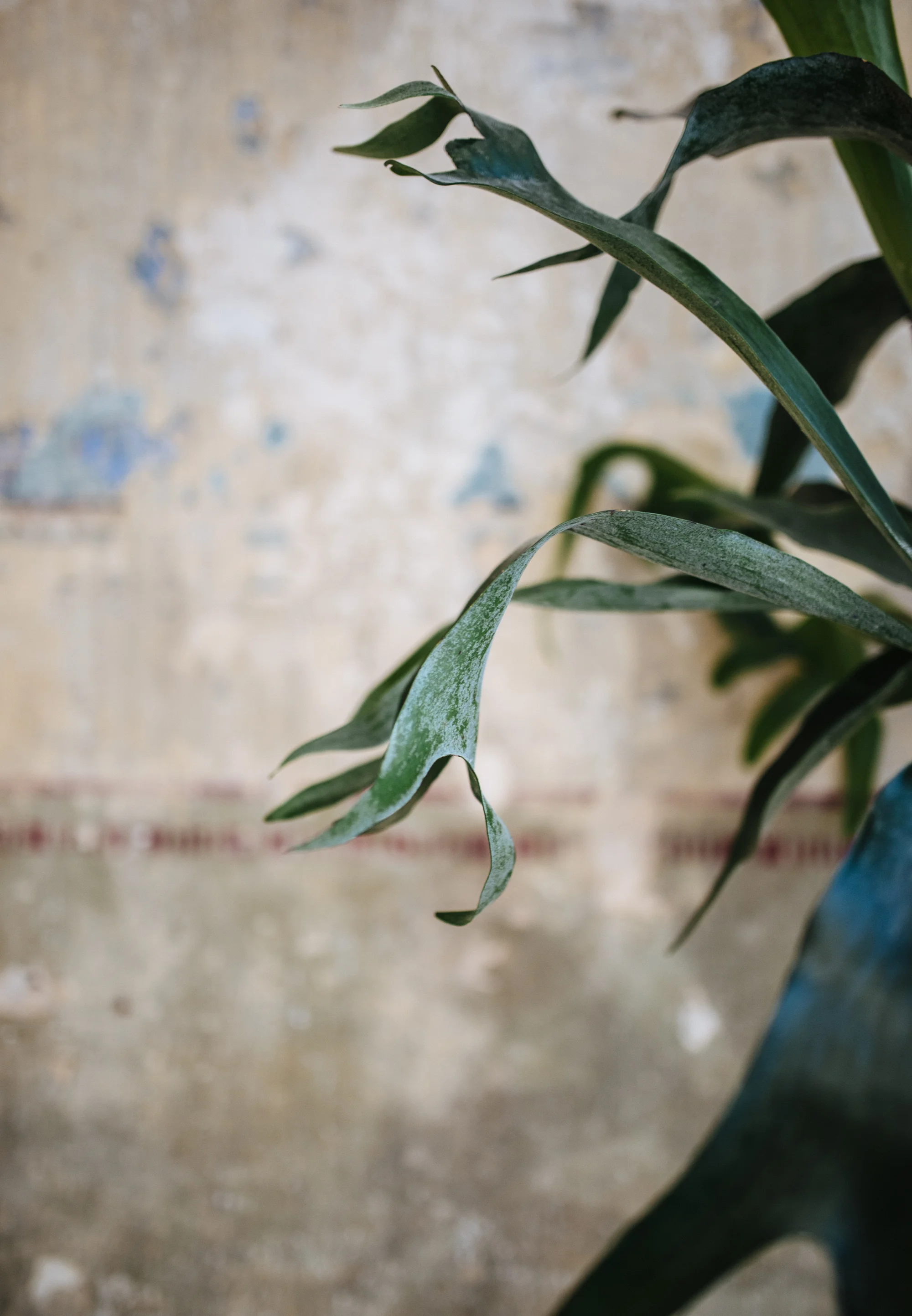 Amodo, Linienstraße 150, Berlin