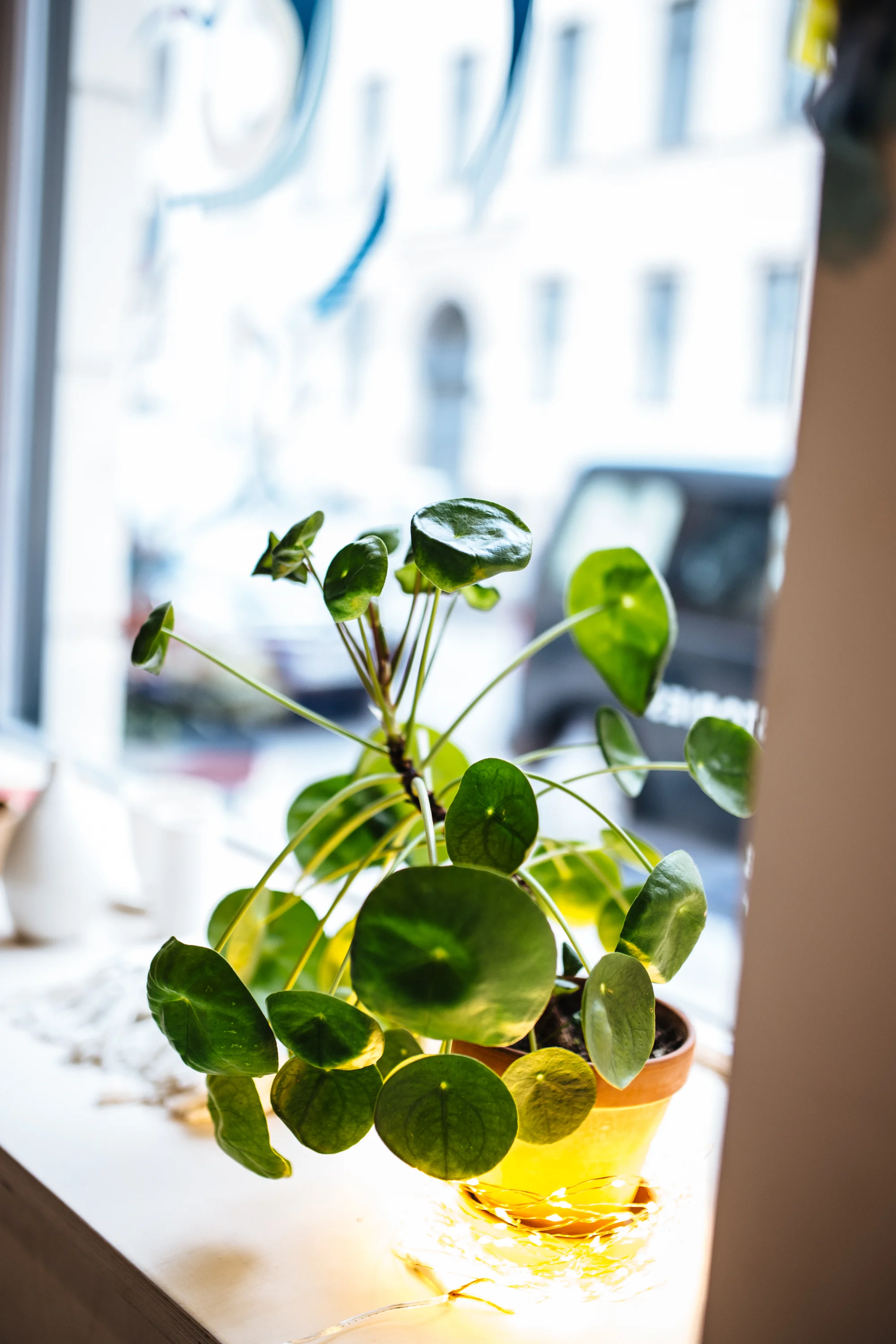 Amodo, Linienstraße 150, Berlin