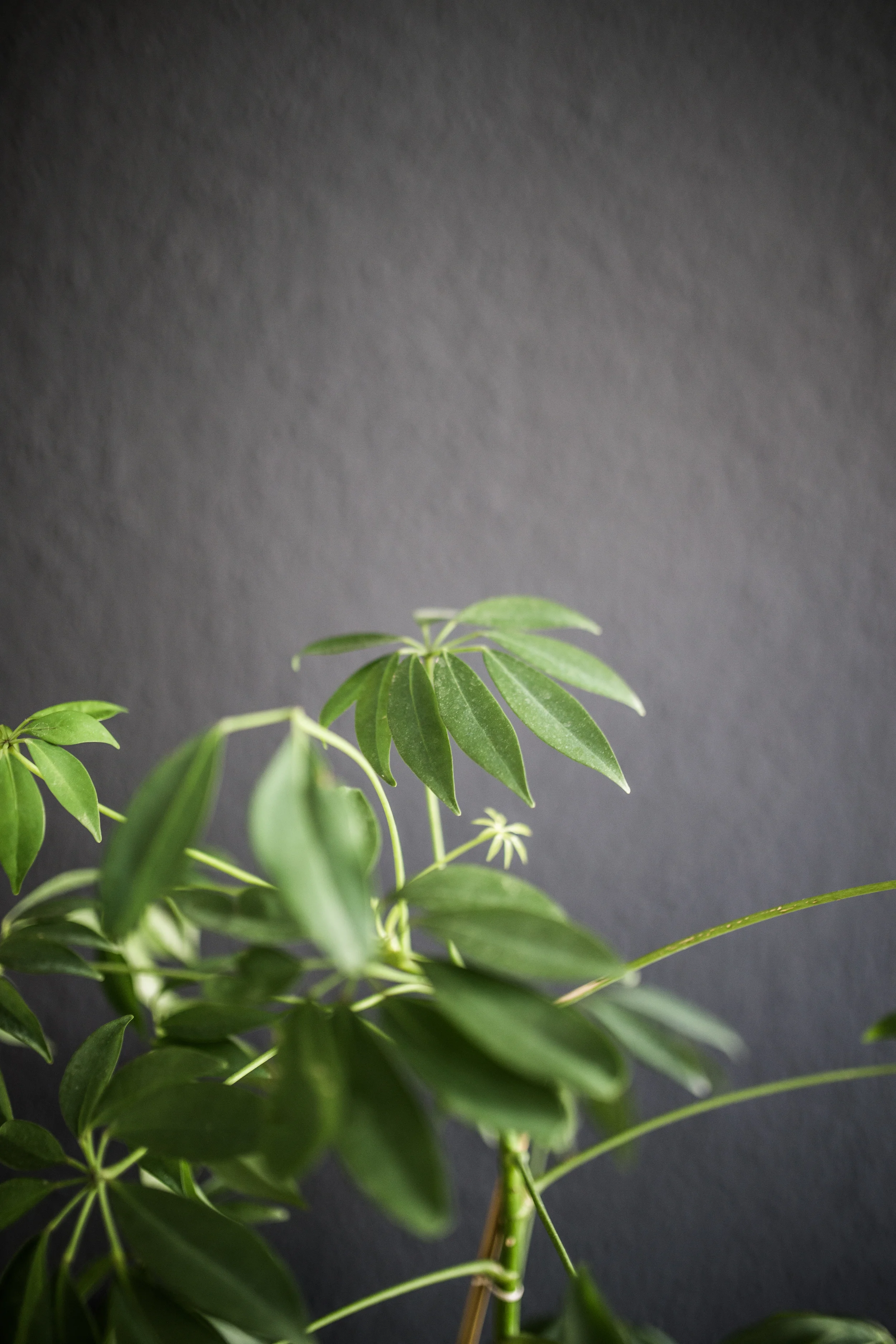 zu besuch bei Anselm- www.herzundblut.com