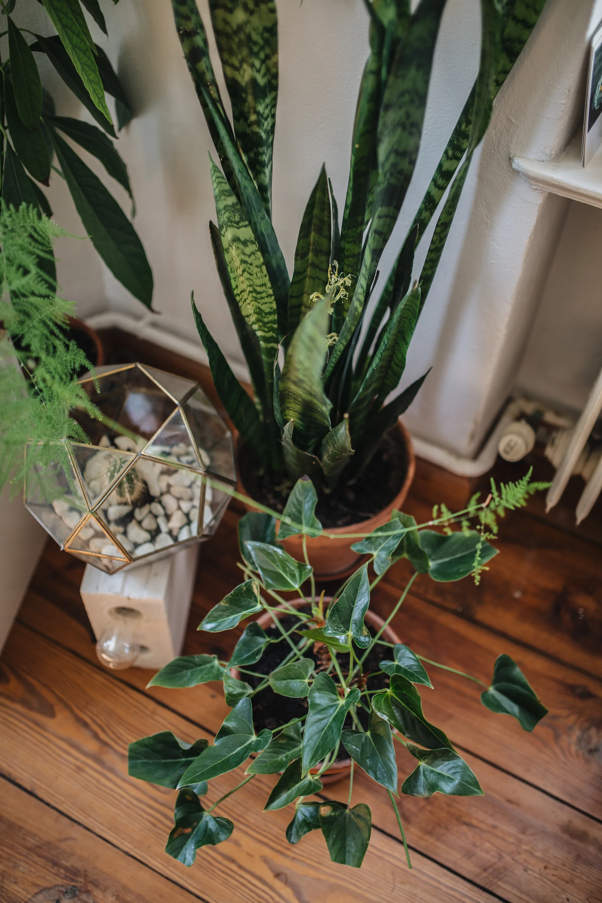 Zu Besuch bei den Machern von Acanthus