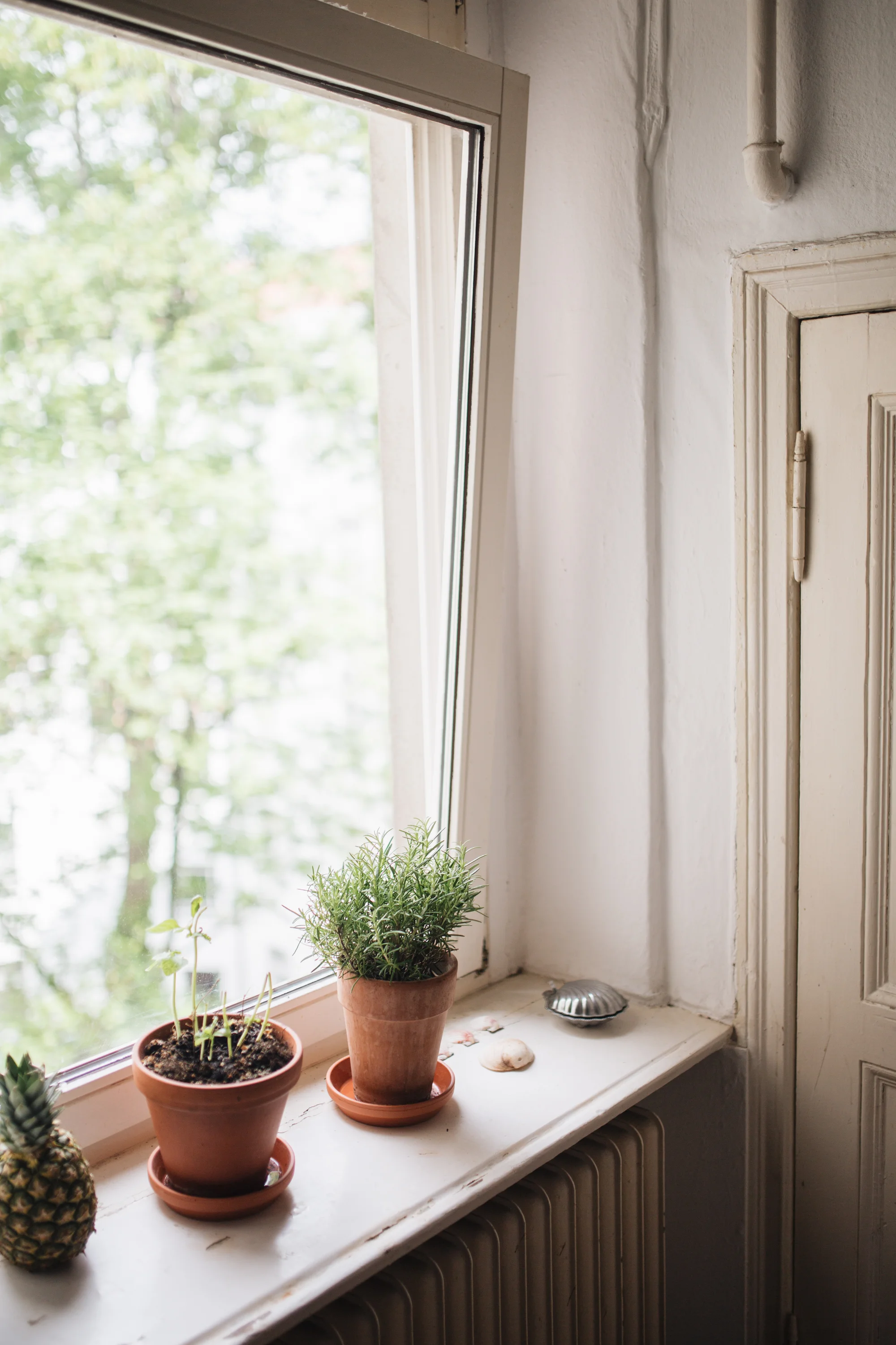 Zu Besuch bei den Machern von Acanthus