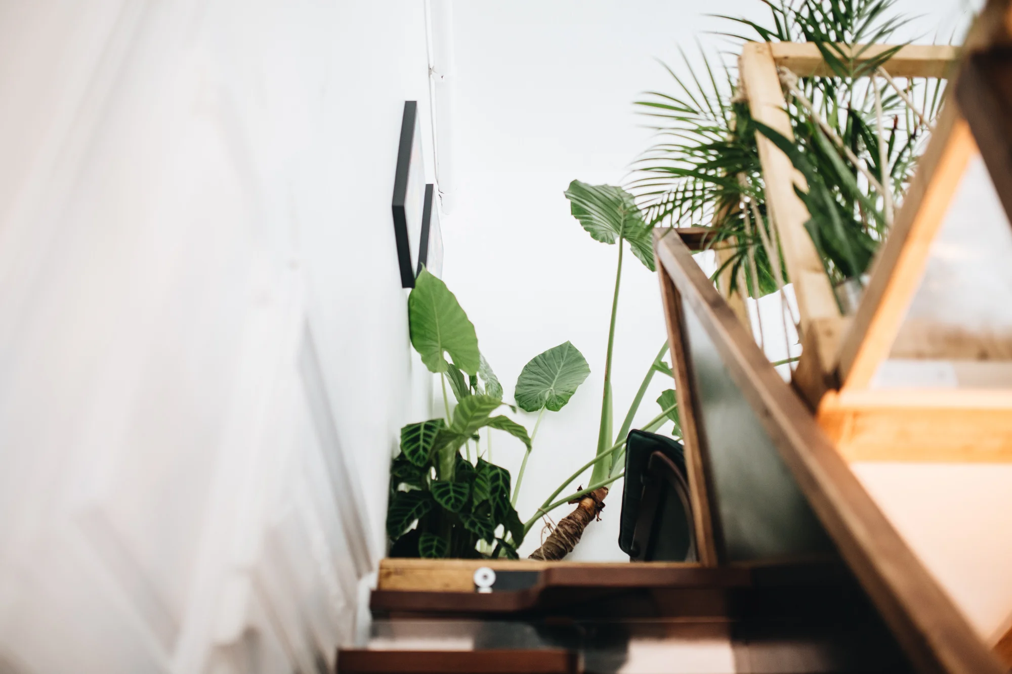 Es grünt „The Greens“