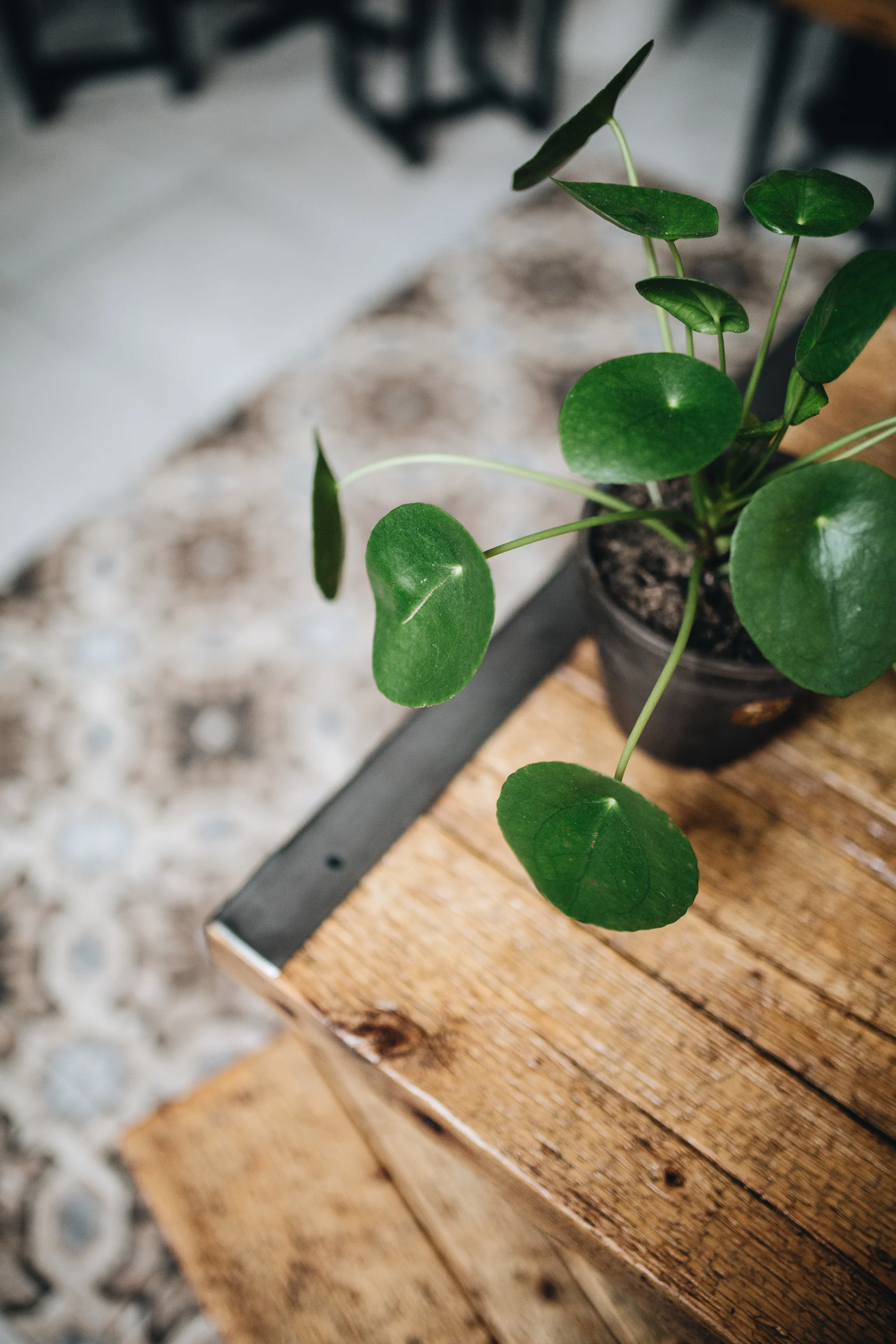 Es grünt „The Greens“