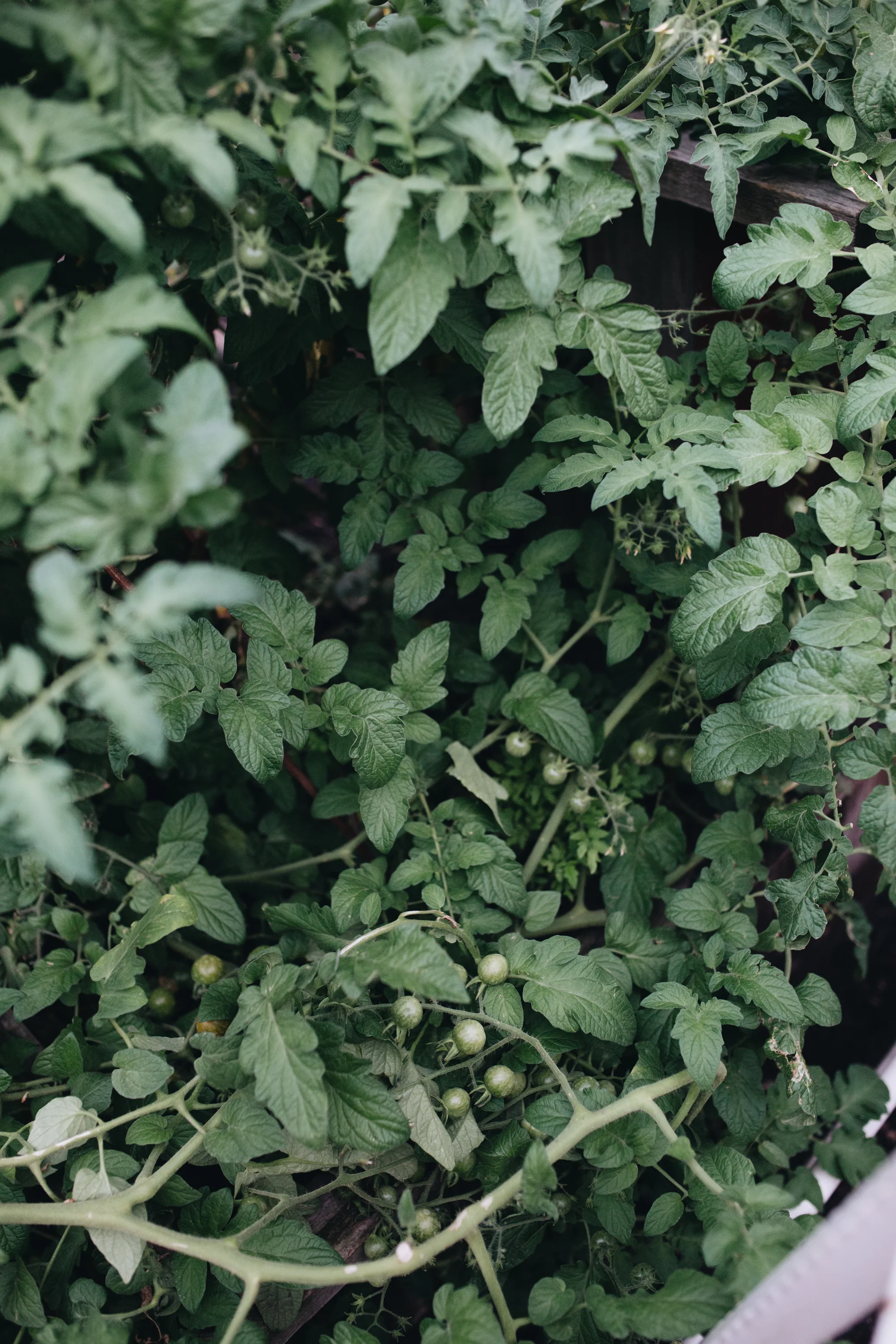 Es grünt „The Greens“