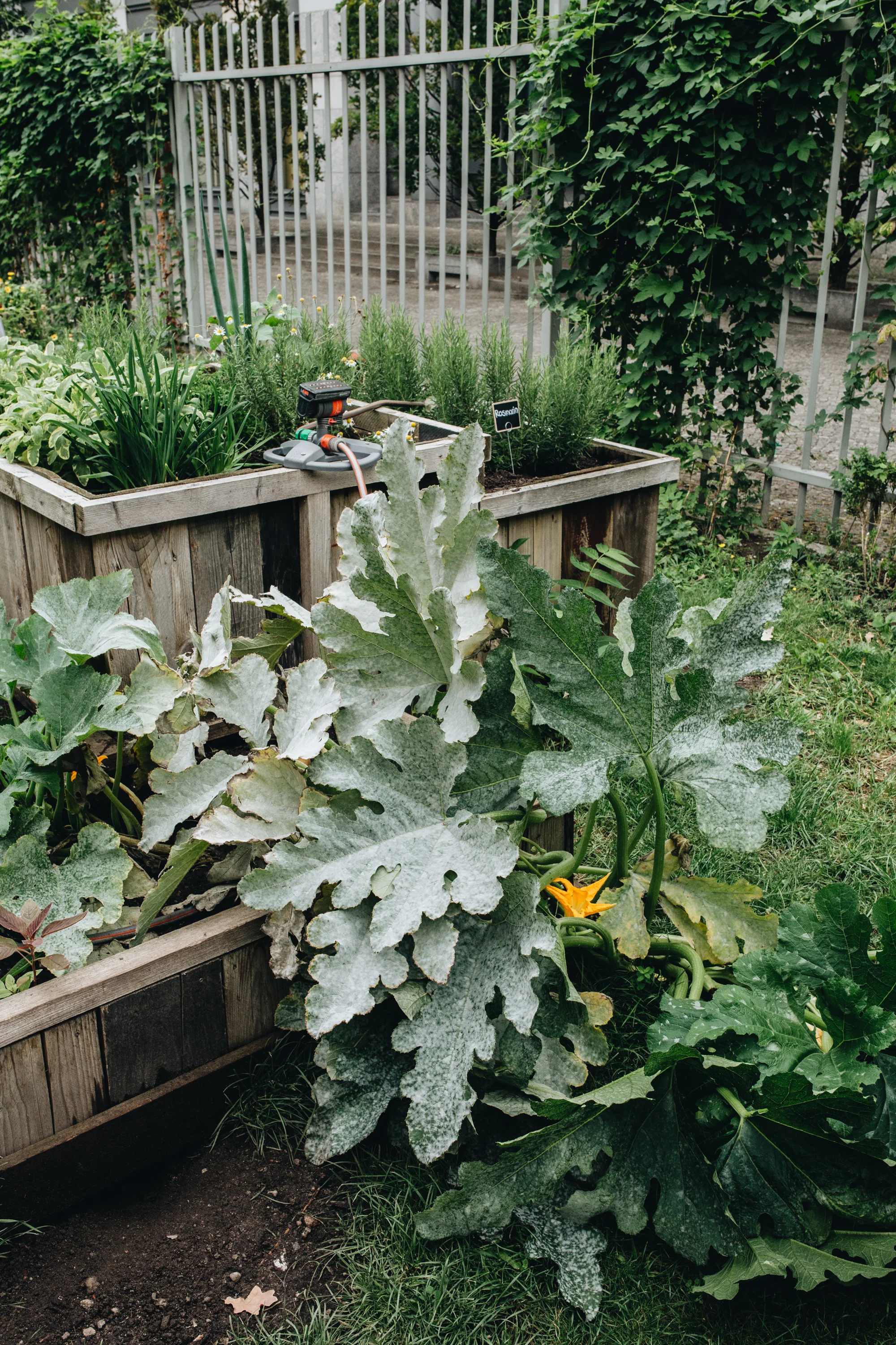 Es grünt „The Greens“