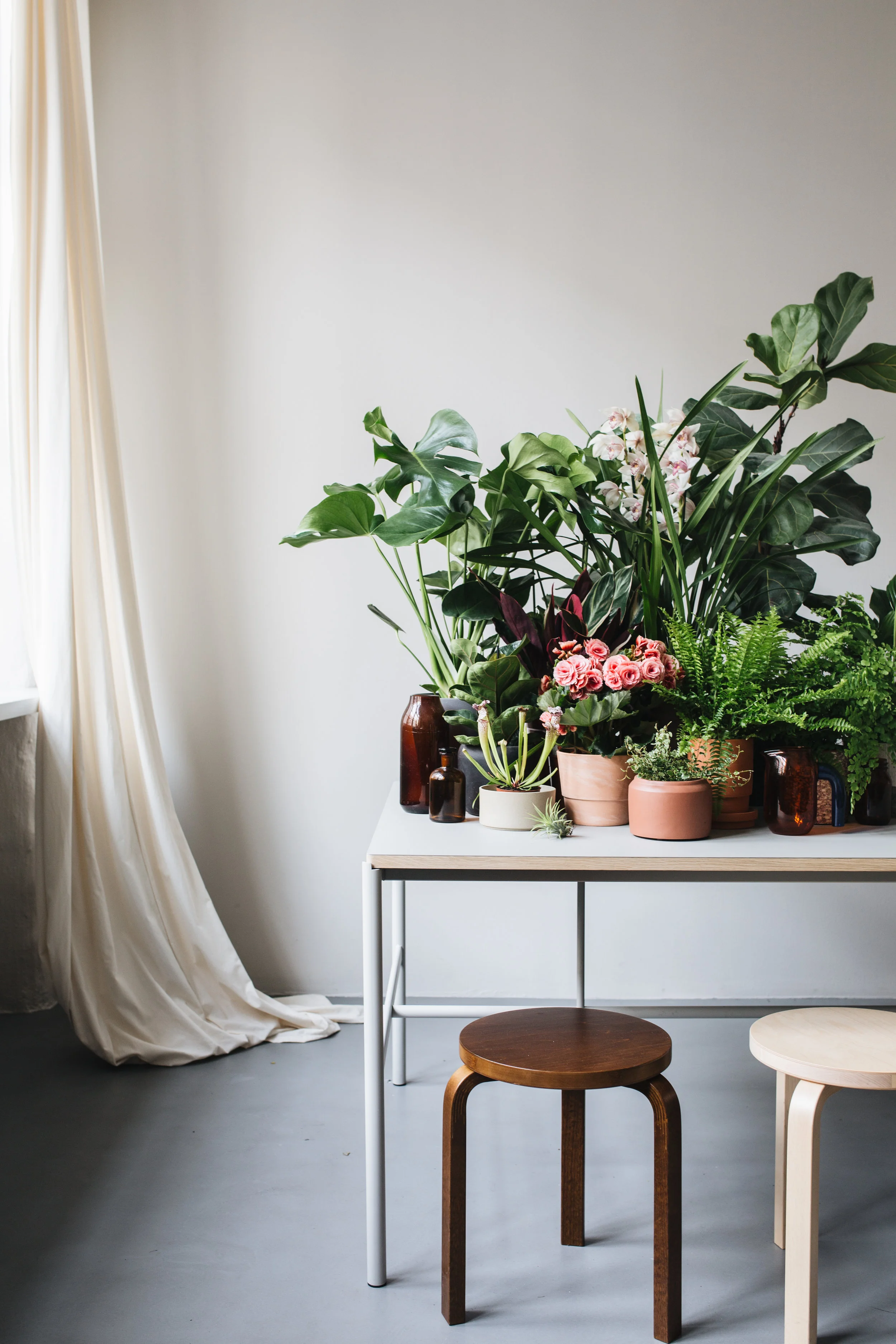 Zimmerpflanze des Monats 2019 Herz&Blut