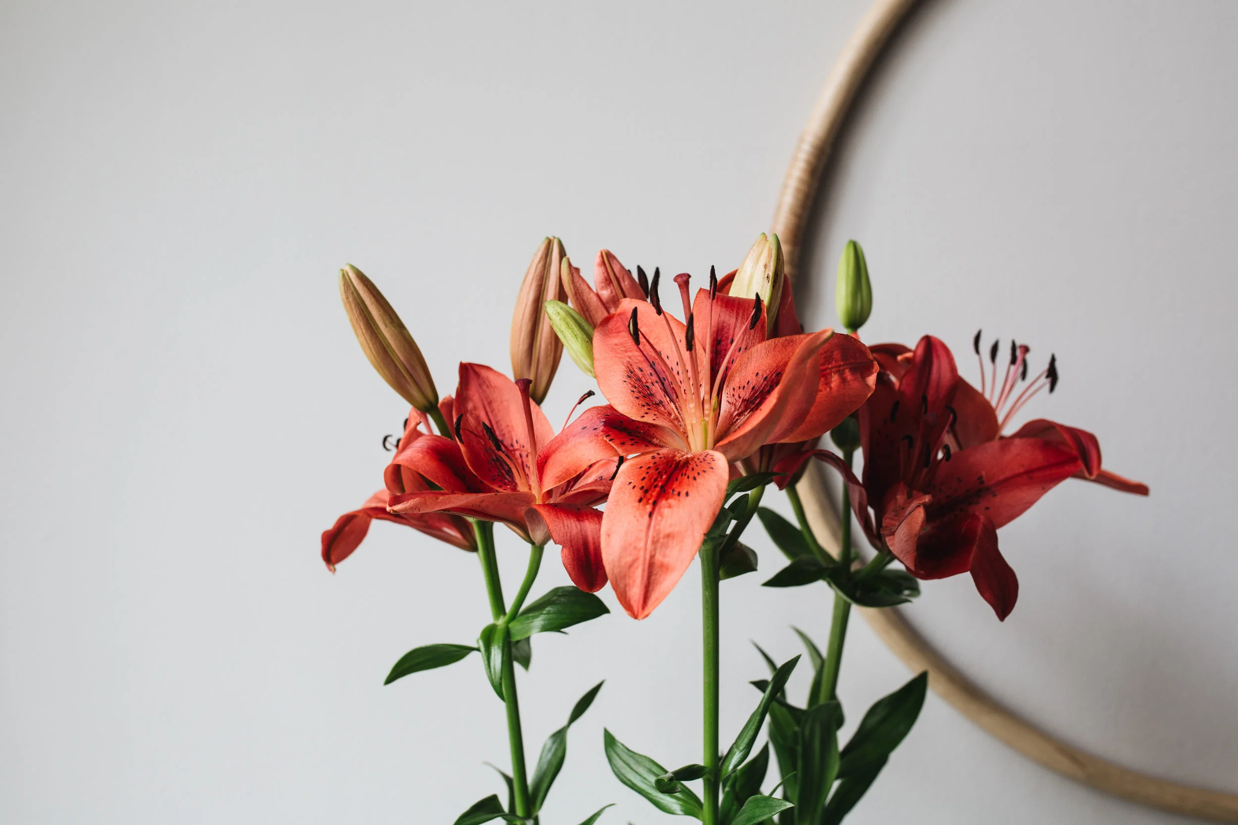 Zimmerpflanze des Monats 2019: März Topflilie Herz&Blut