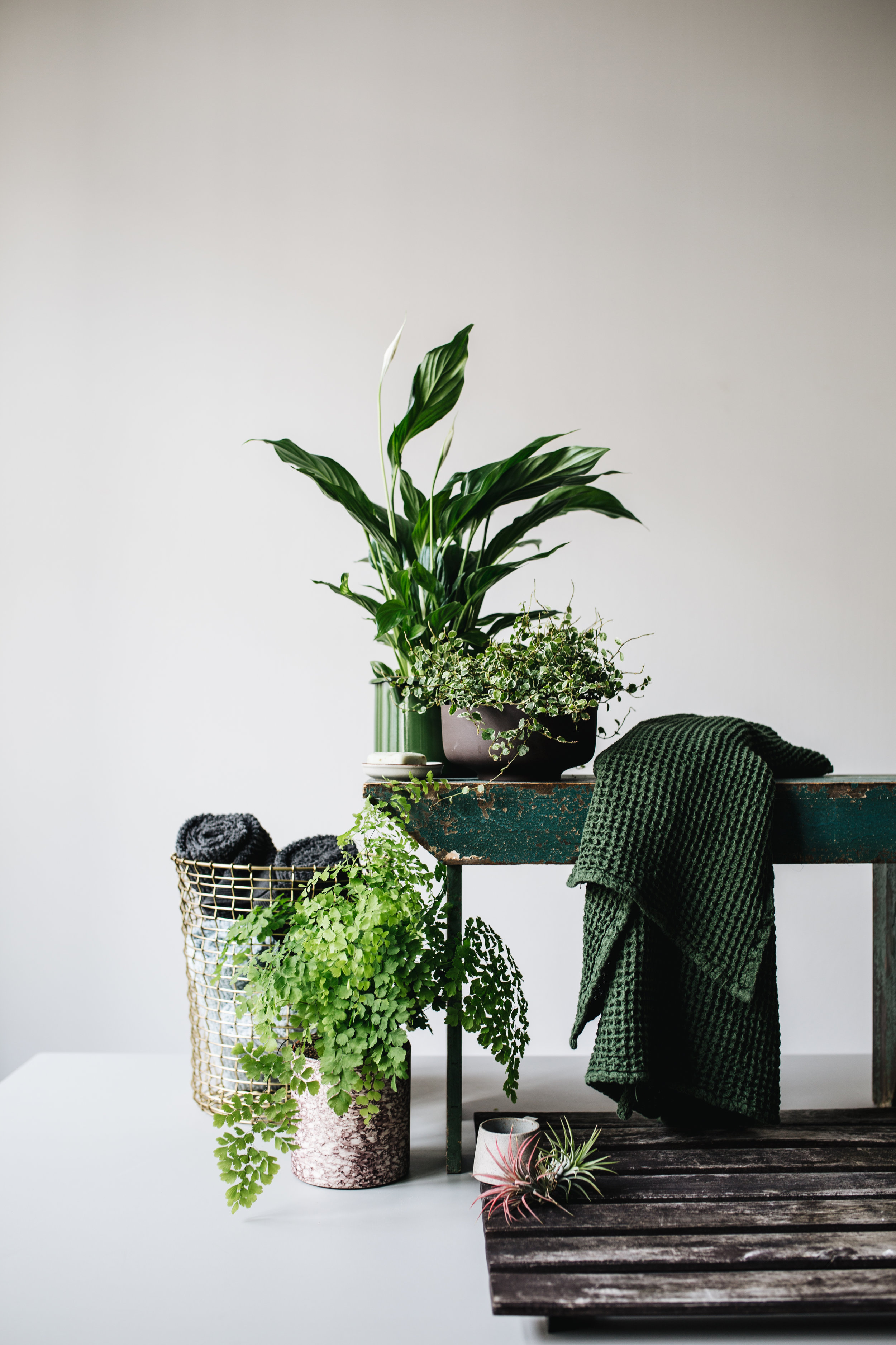 Zimmerpflanze des Monats 2019: Mai Badezimmerpflanzen Herz&Blut