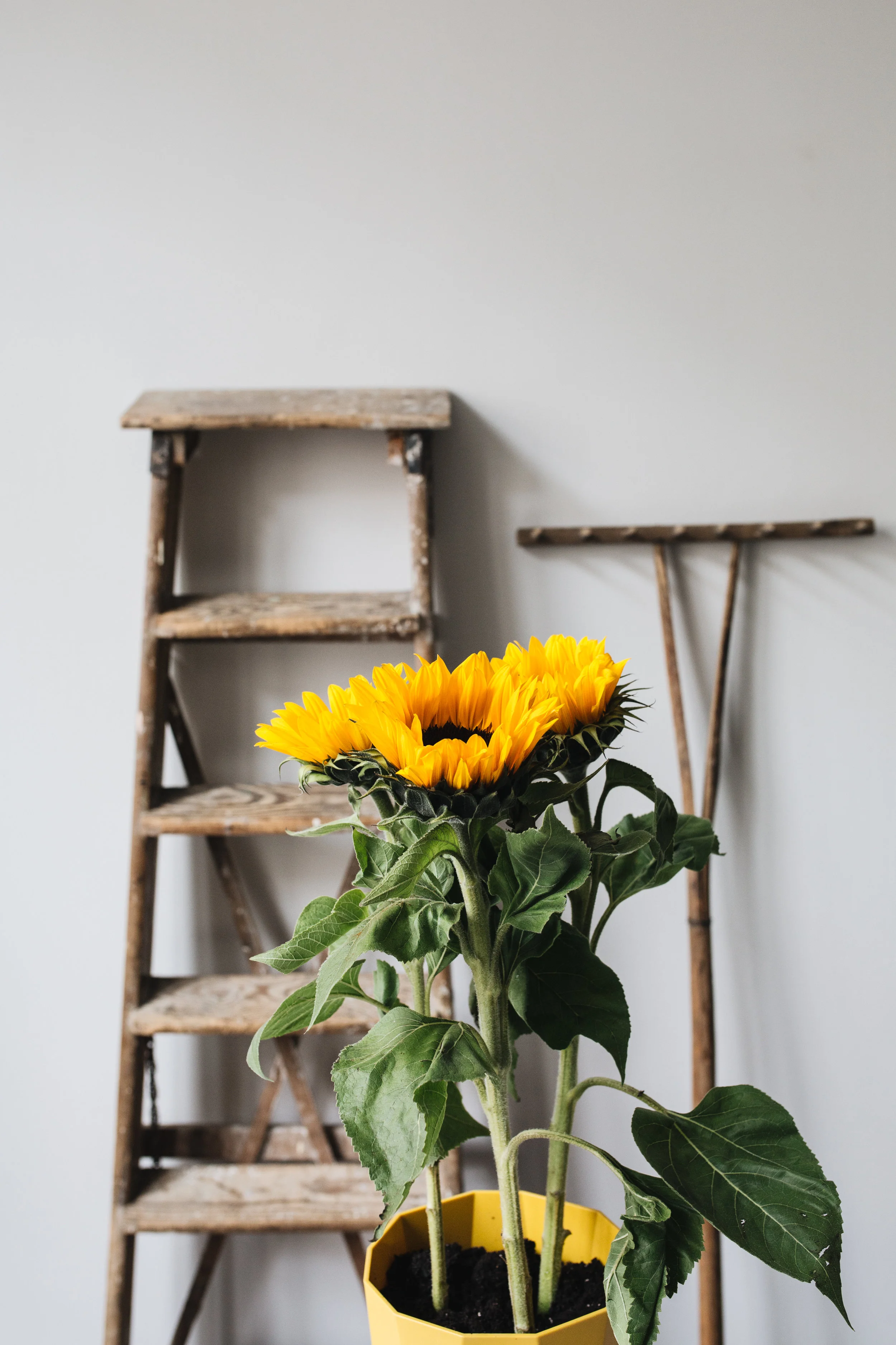 Zimmerpflanzen des Monats 2019: Juni Sonnenblume Herz&Blut