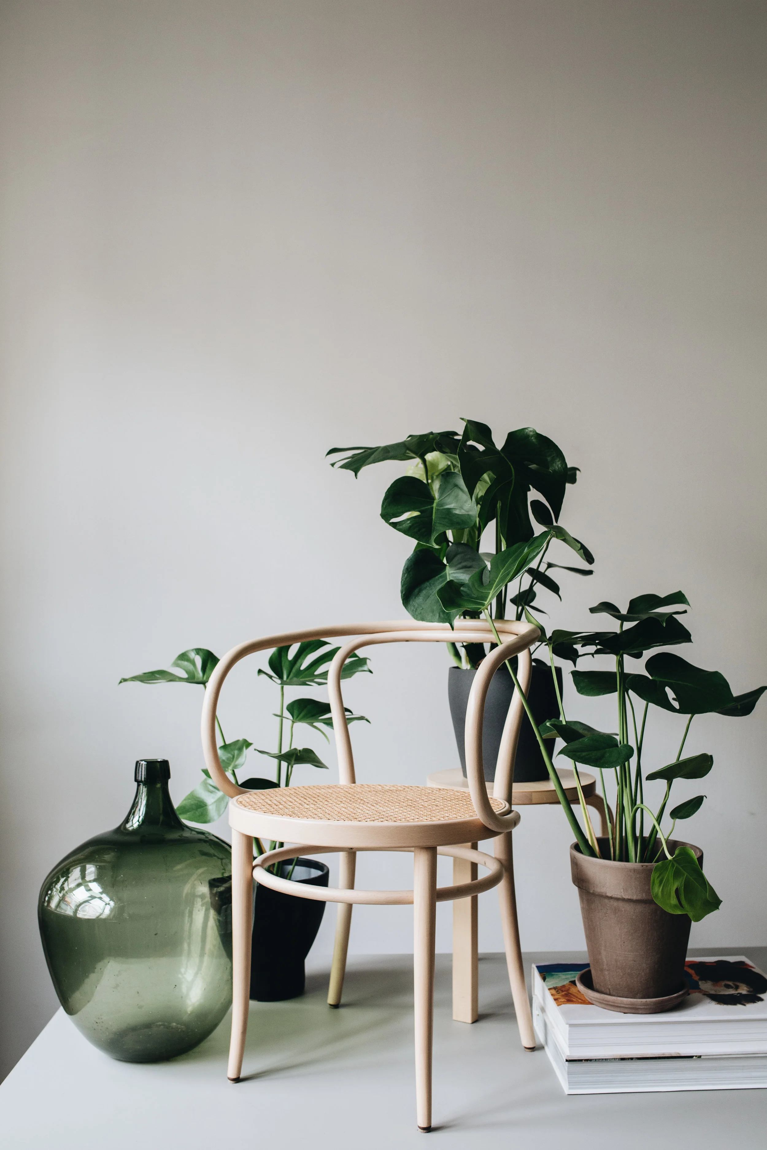 Zimmerpflanzen des Monats 2019: Juli Monstera Herz&Blut