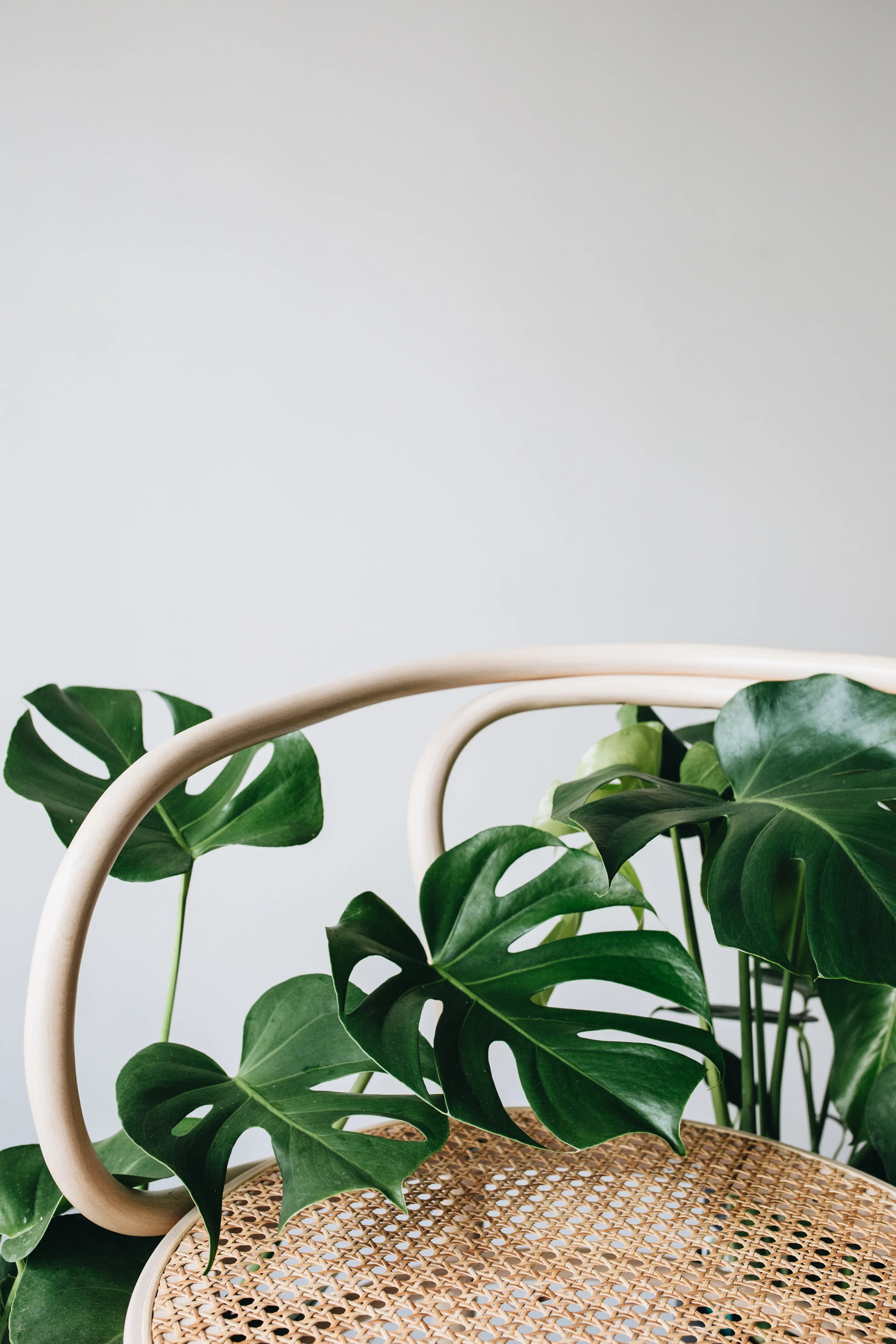 Zimmerpflanzen des Monats 2019 Herz&Blut