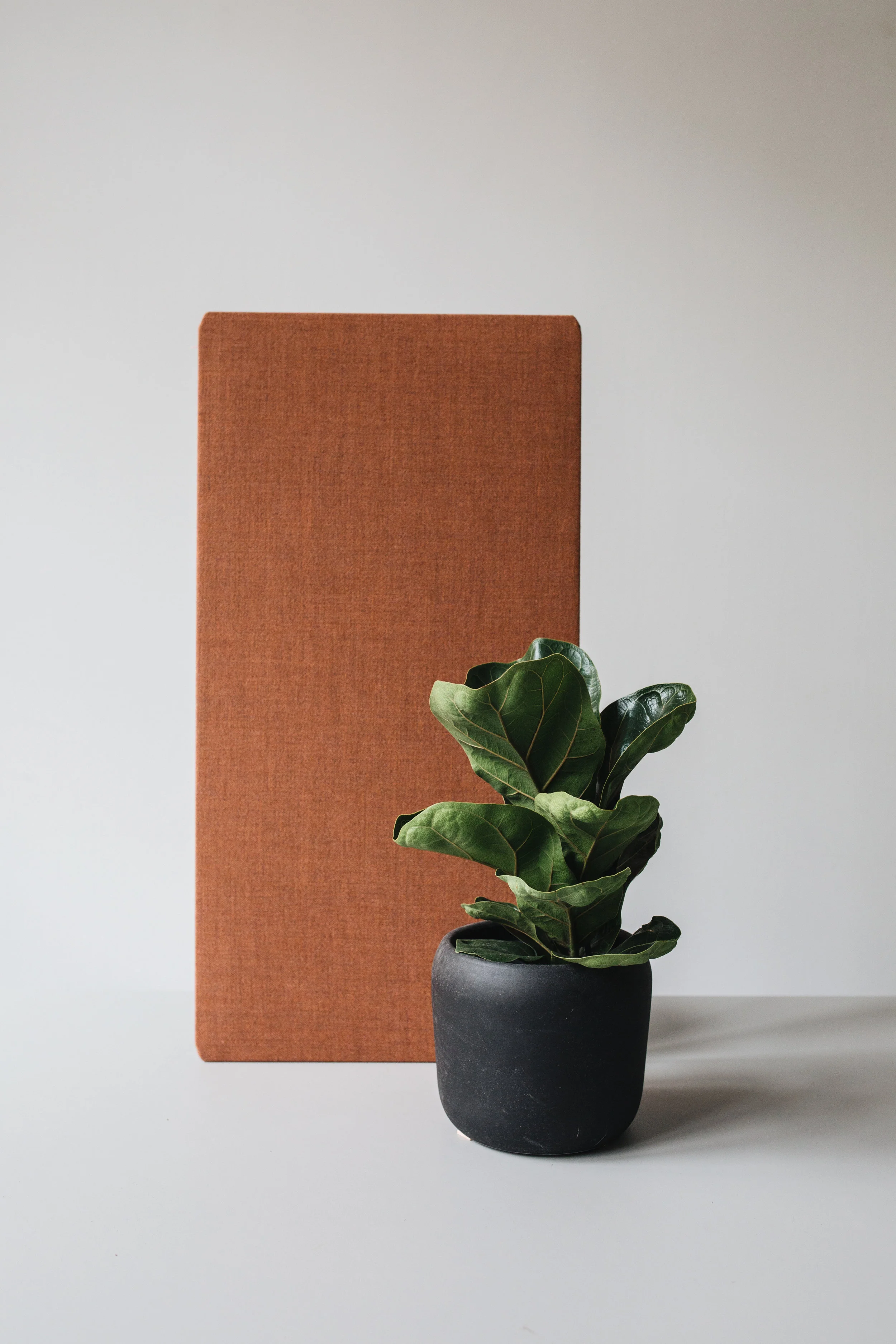 Zimmerpflanzen des Monats 2019: Ficus Herz&Blut