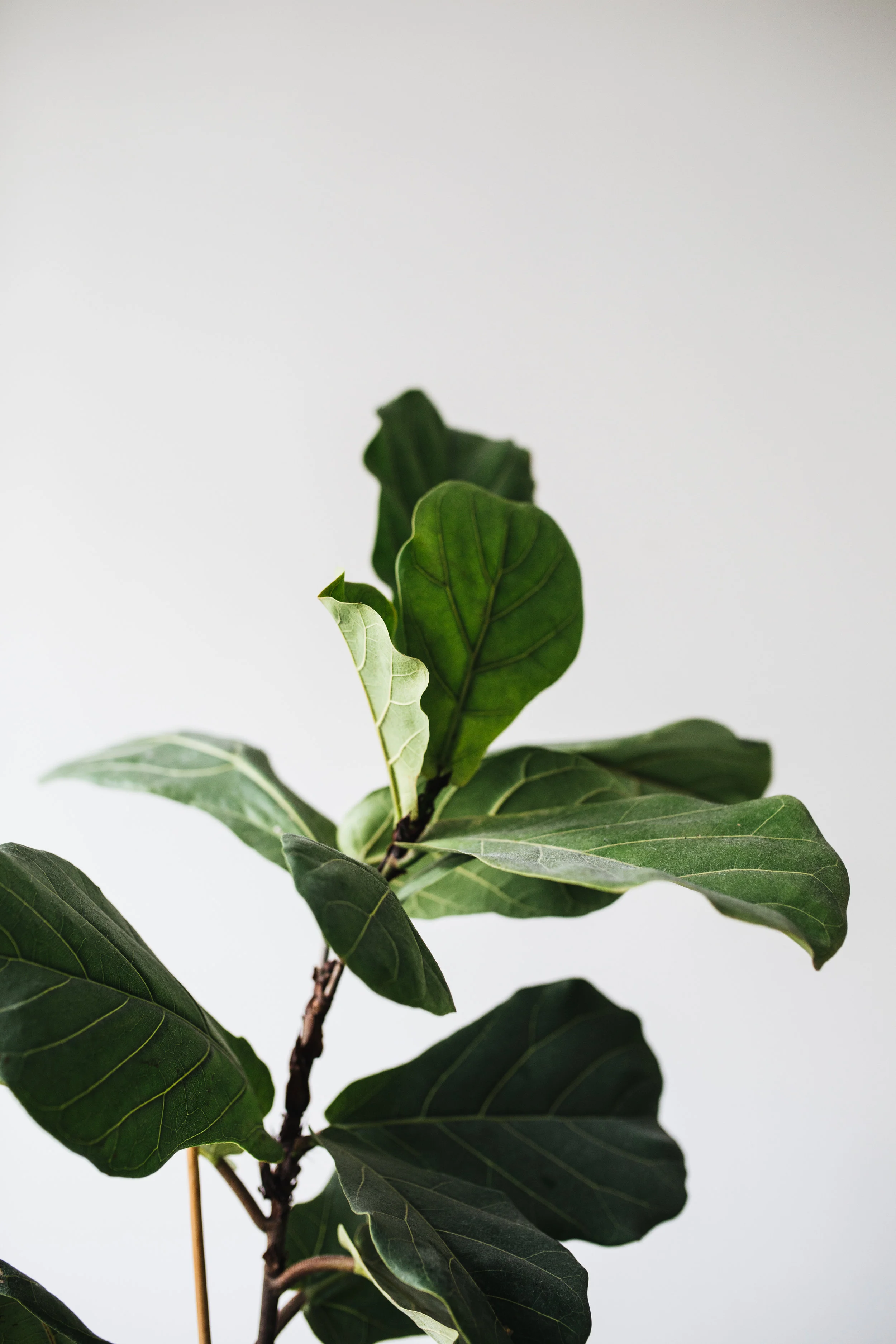 Zimmerpflanzen des Monats 2019: Ficus Herz&Blut