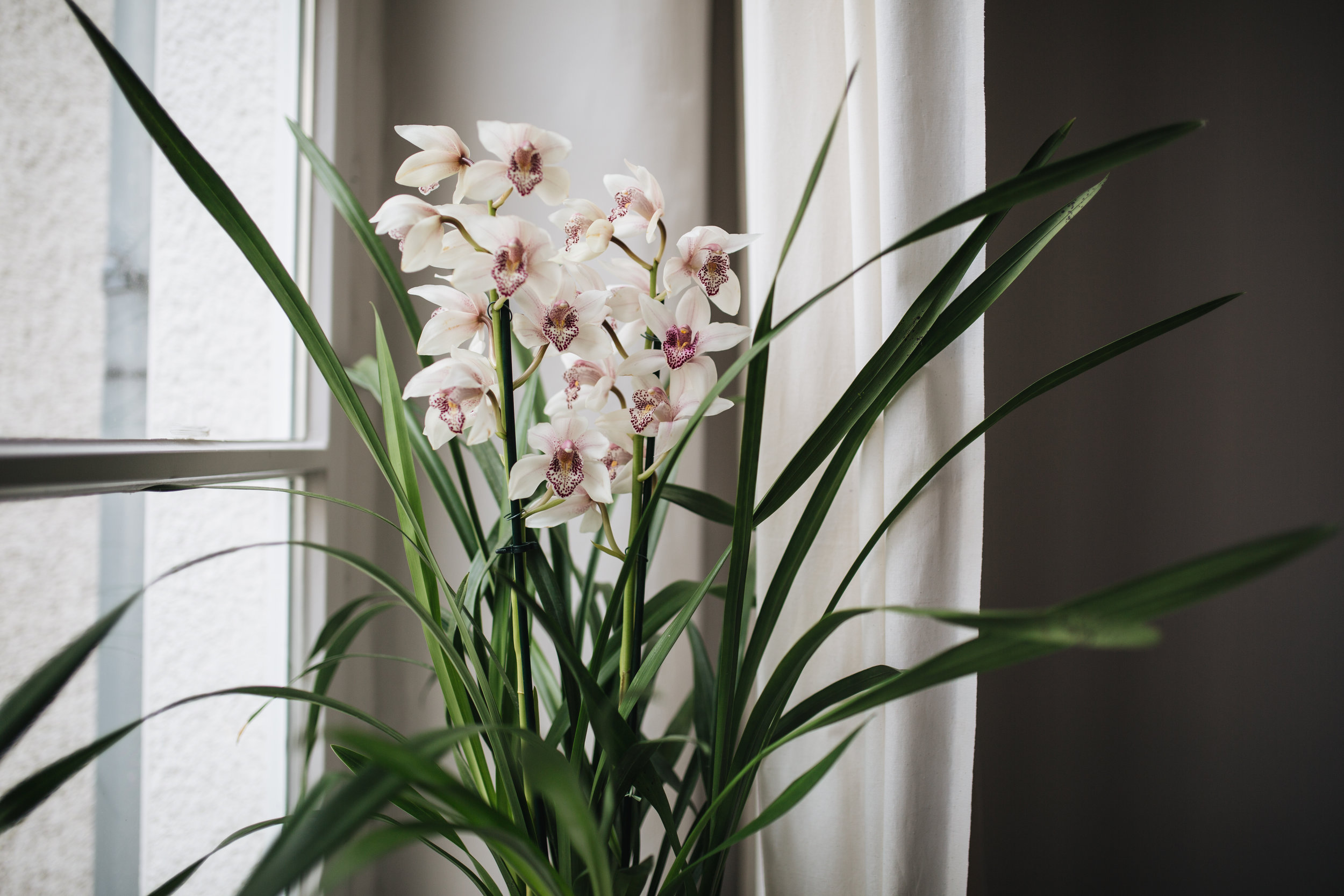 Zimmerpflanzen des Monats 2019: Cymbidie Herz&Blut